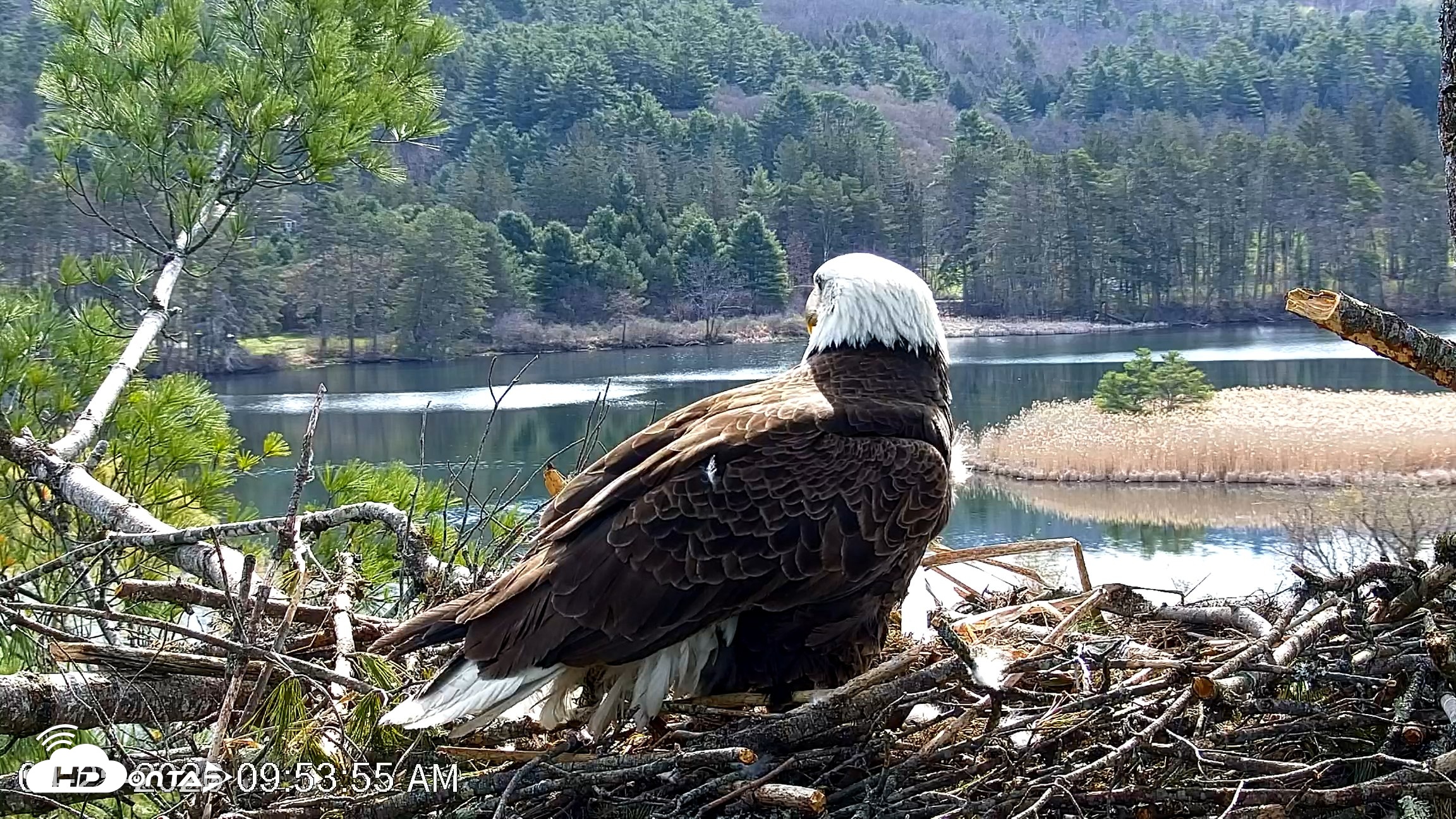 Snapshot of VINS Bald Eagles Nest Live Cams taken Apr 25, 2026, 9:54am EDT