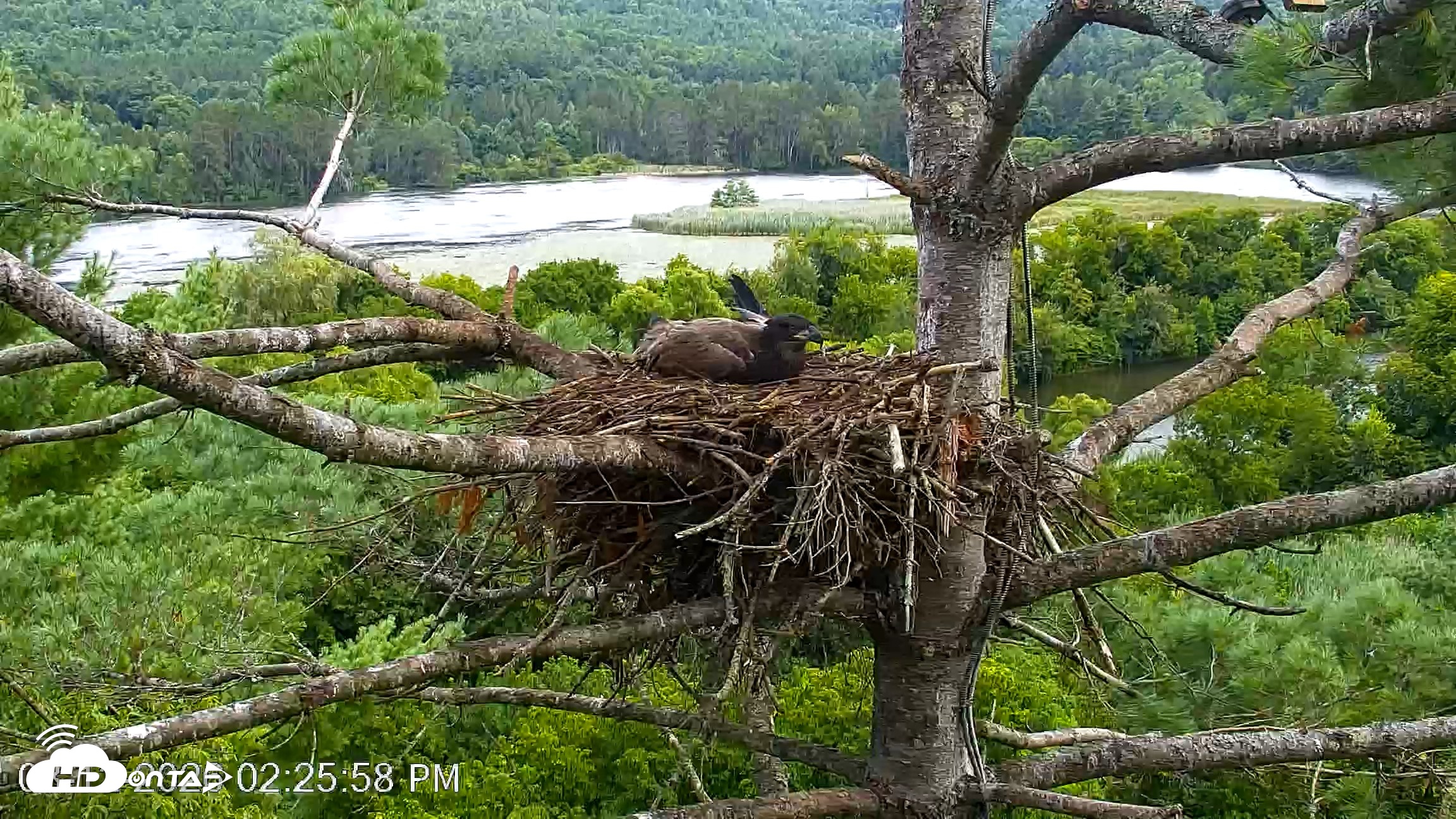 Snapshot of VINS Bald Eagles Nest Live Cams taken Aug 12, 2026, 2:26pm EDT