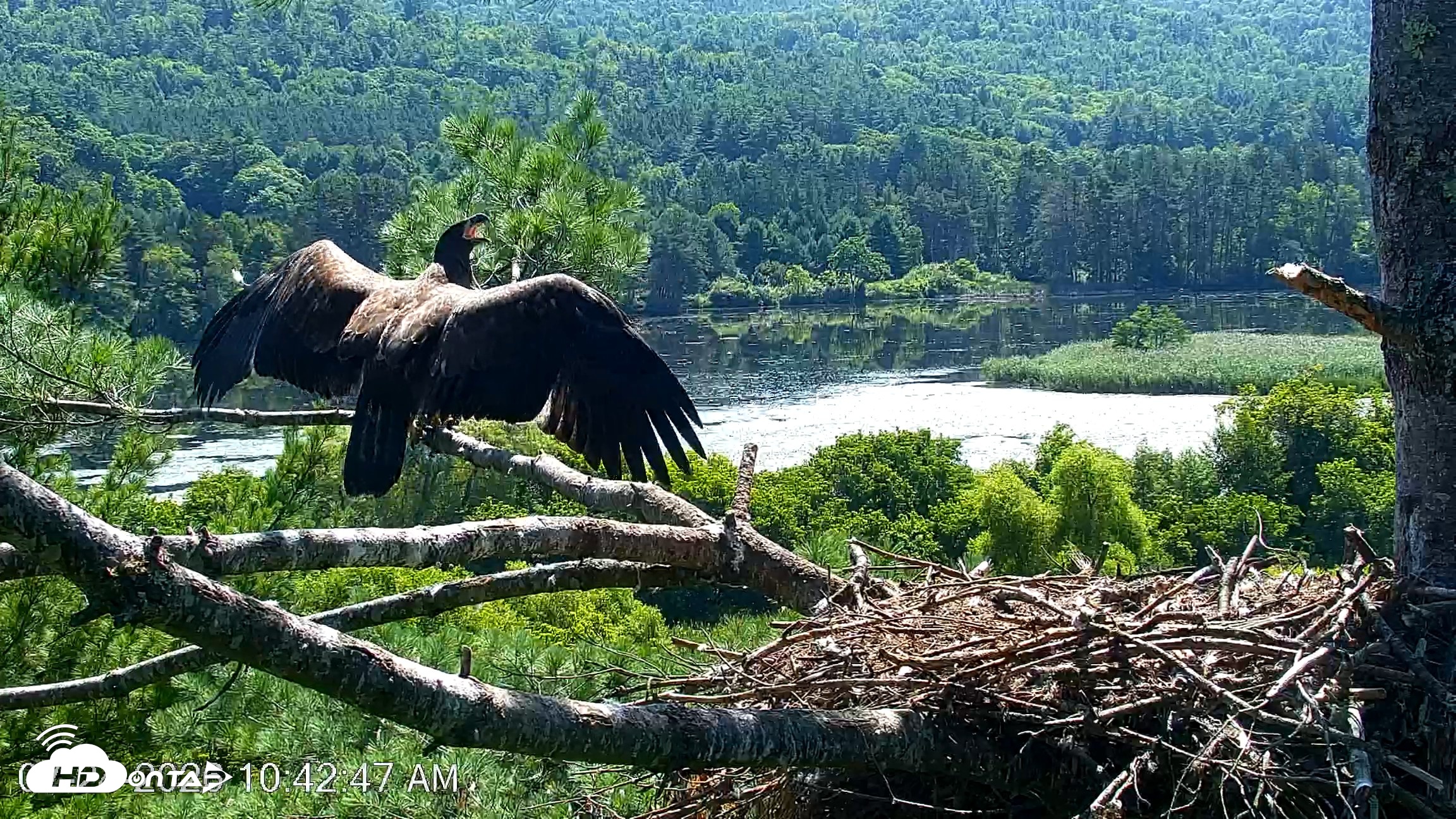 Snapshot of VINS Bald Eagles Nest Live Cams taken Jul 24, 2026, 10:43am EDT