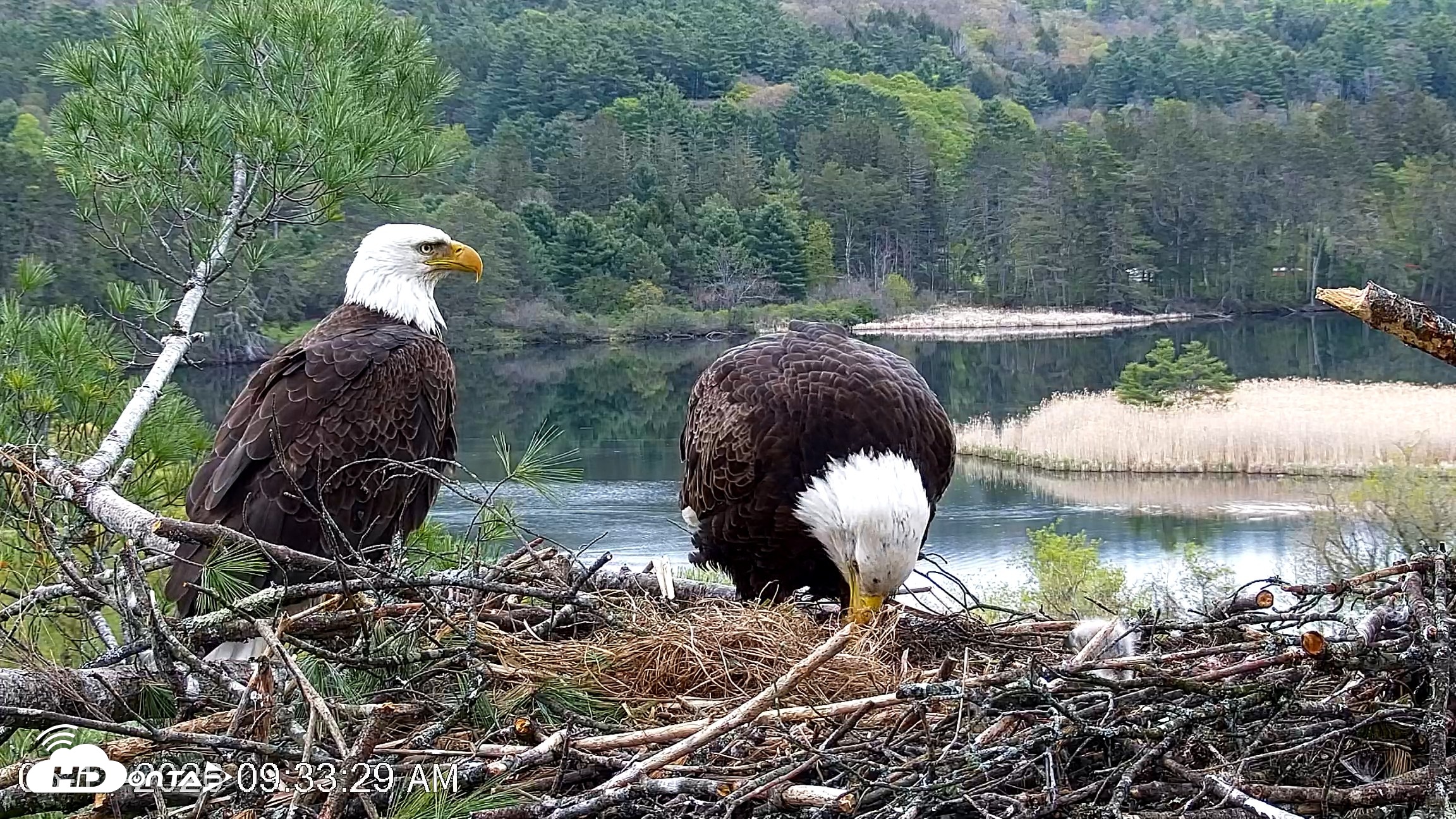 Snapshot of VINS Bald Eagles Nest Live Cams taken May 13, 2026, 9:34am EDT
