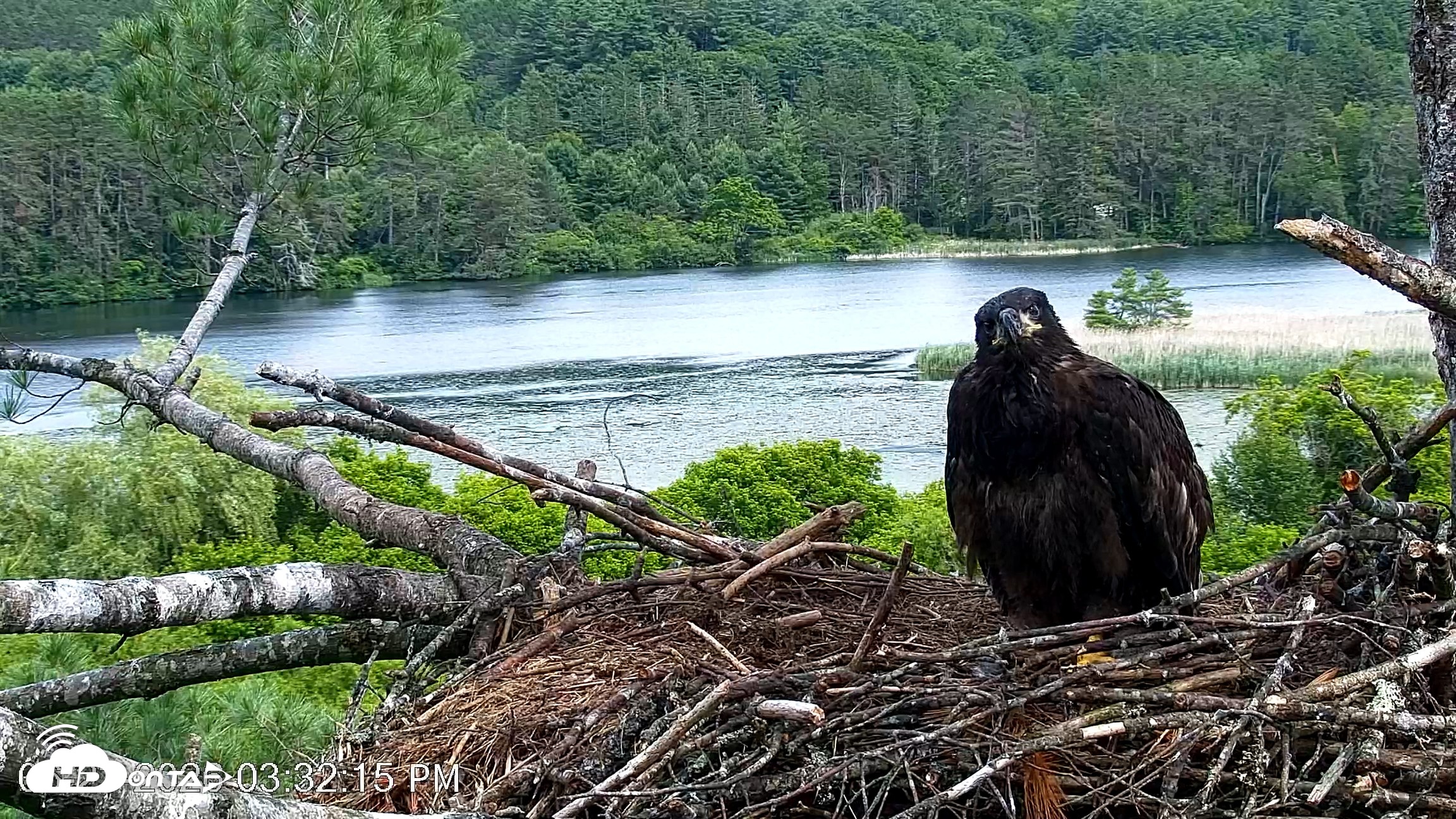 Snapshot of VINS Bald Eagles Nest Live Cams taken Jun 23, 2026, 3:33pm EDT