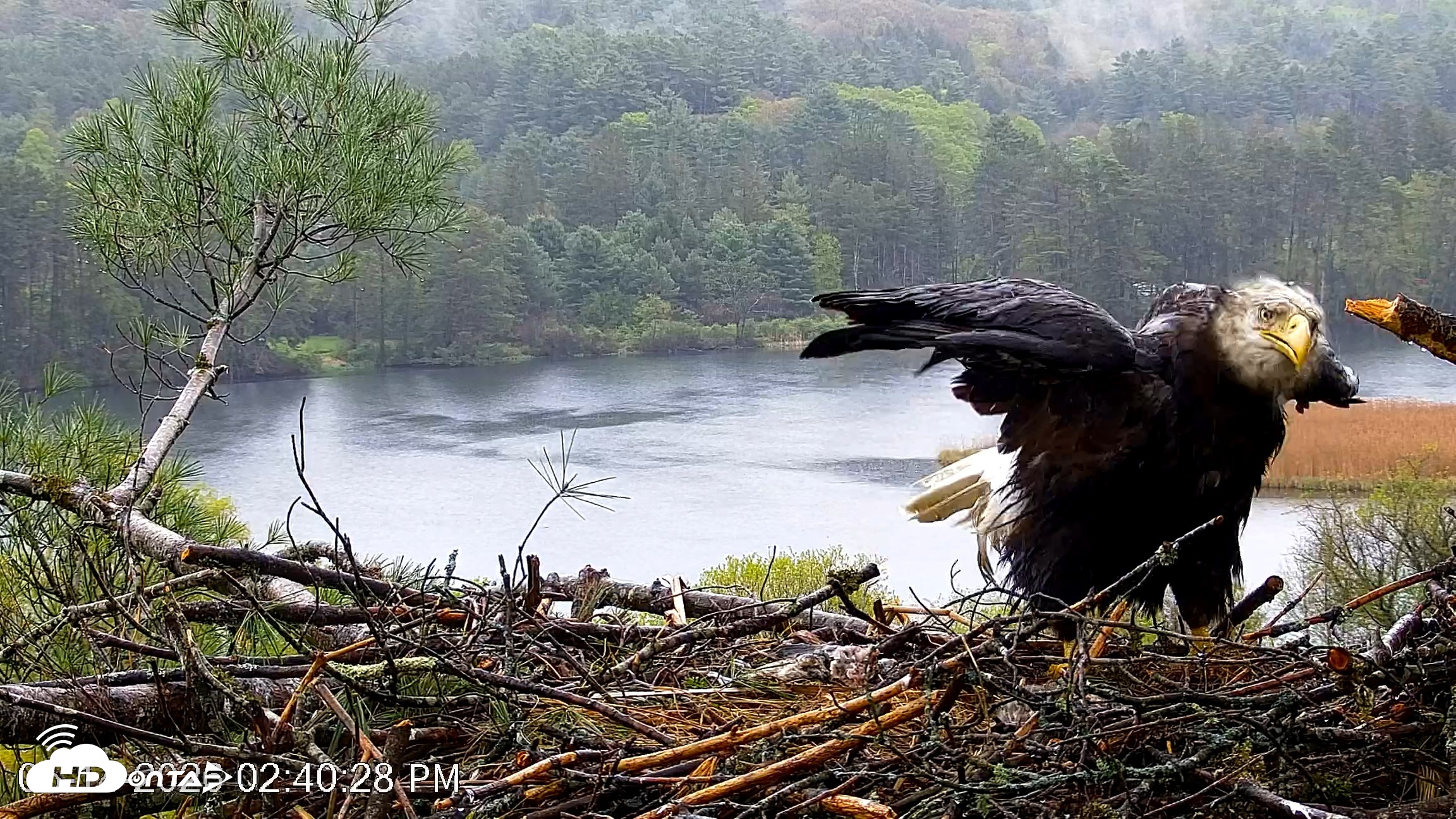 Snapshot of VINS Bald Eagles Nest Live Cams taken May 14, 2026, 2:41pm EDT