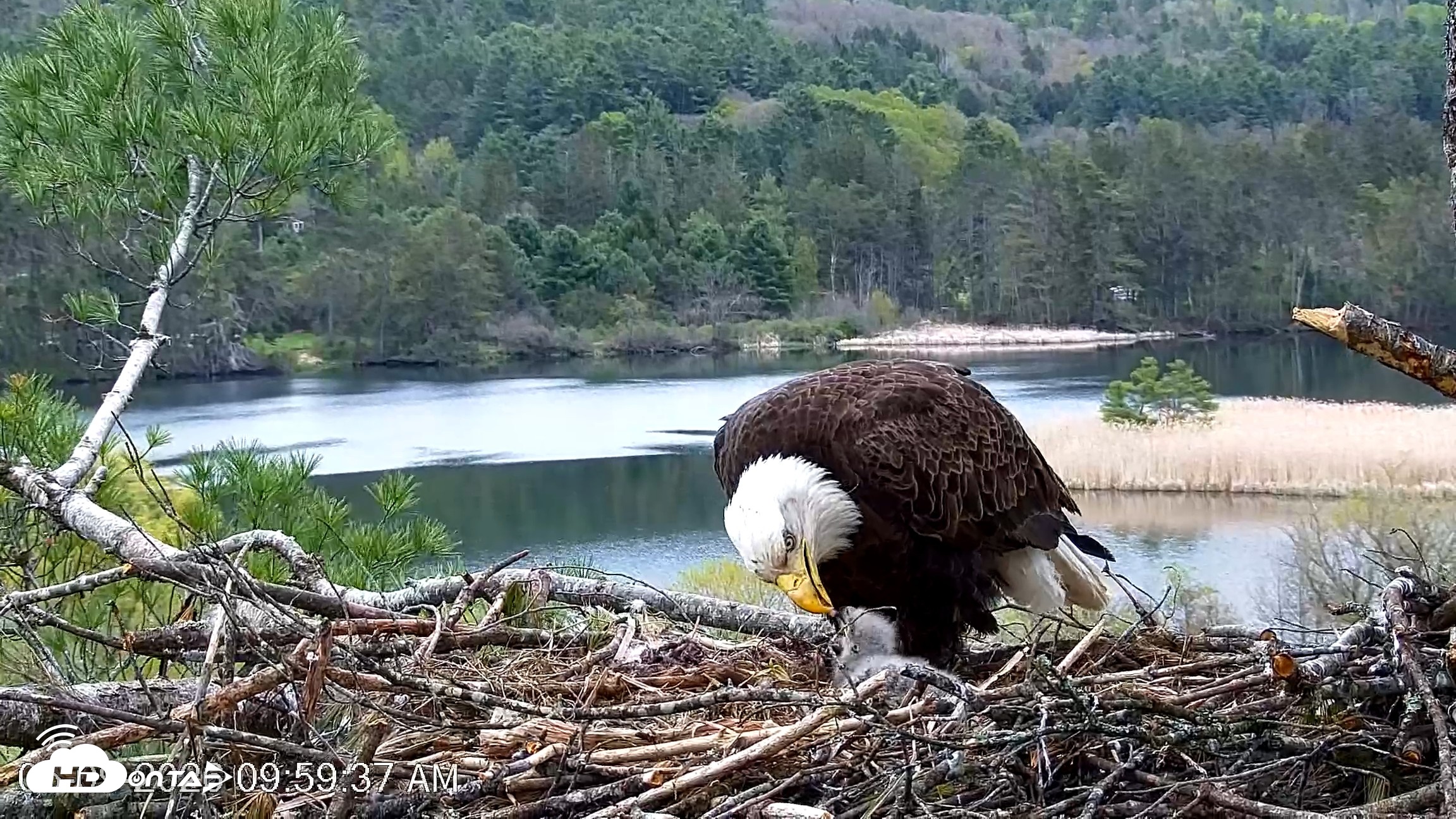 Snapshot of VINS Bald Eagles Nest Live Cams taken May 9, 2026, 10:00am EDT