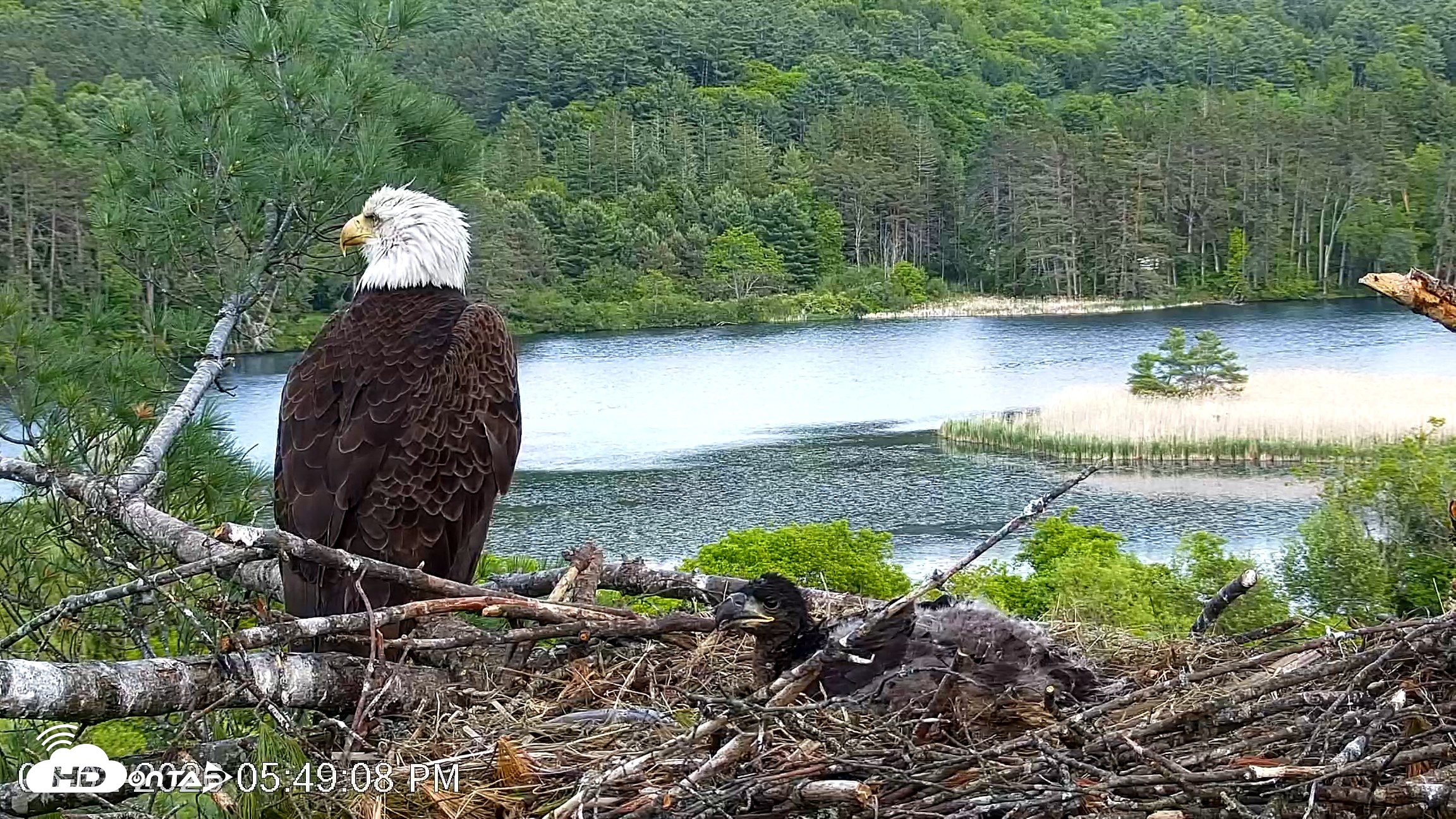 Snapshot of VINS Bald Eagles Nest Live Cams taken Jun 2, 2026, 5:50pm EDT