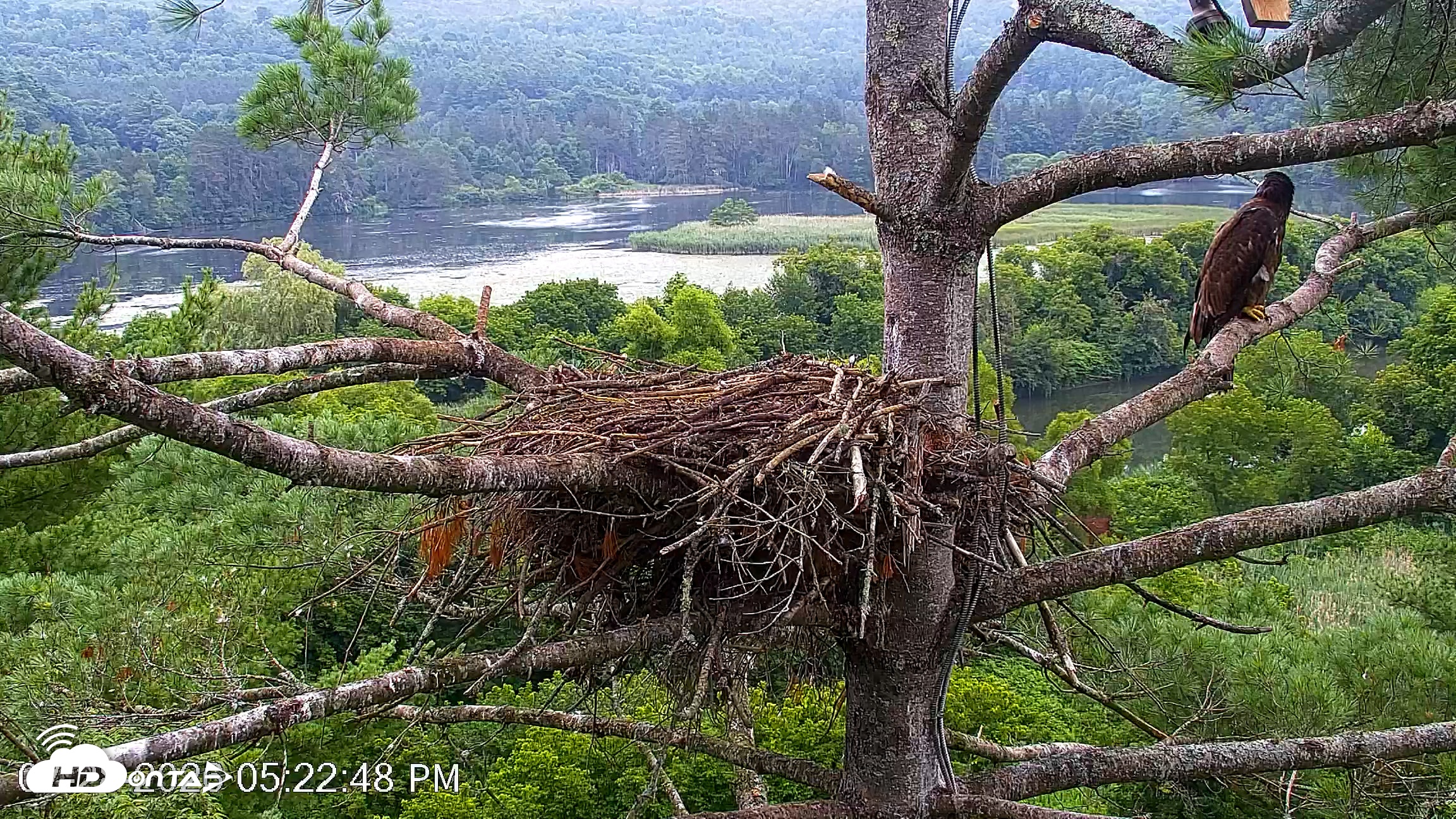 Snapshot of VINS Bald Eagles Nest Live Cams taken Jul 28, 2026, 5:23pm EDT
