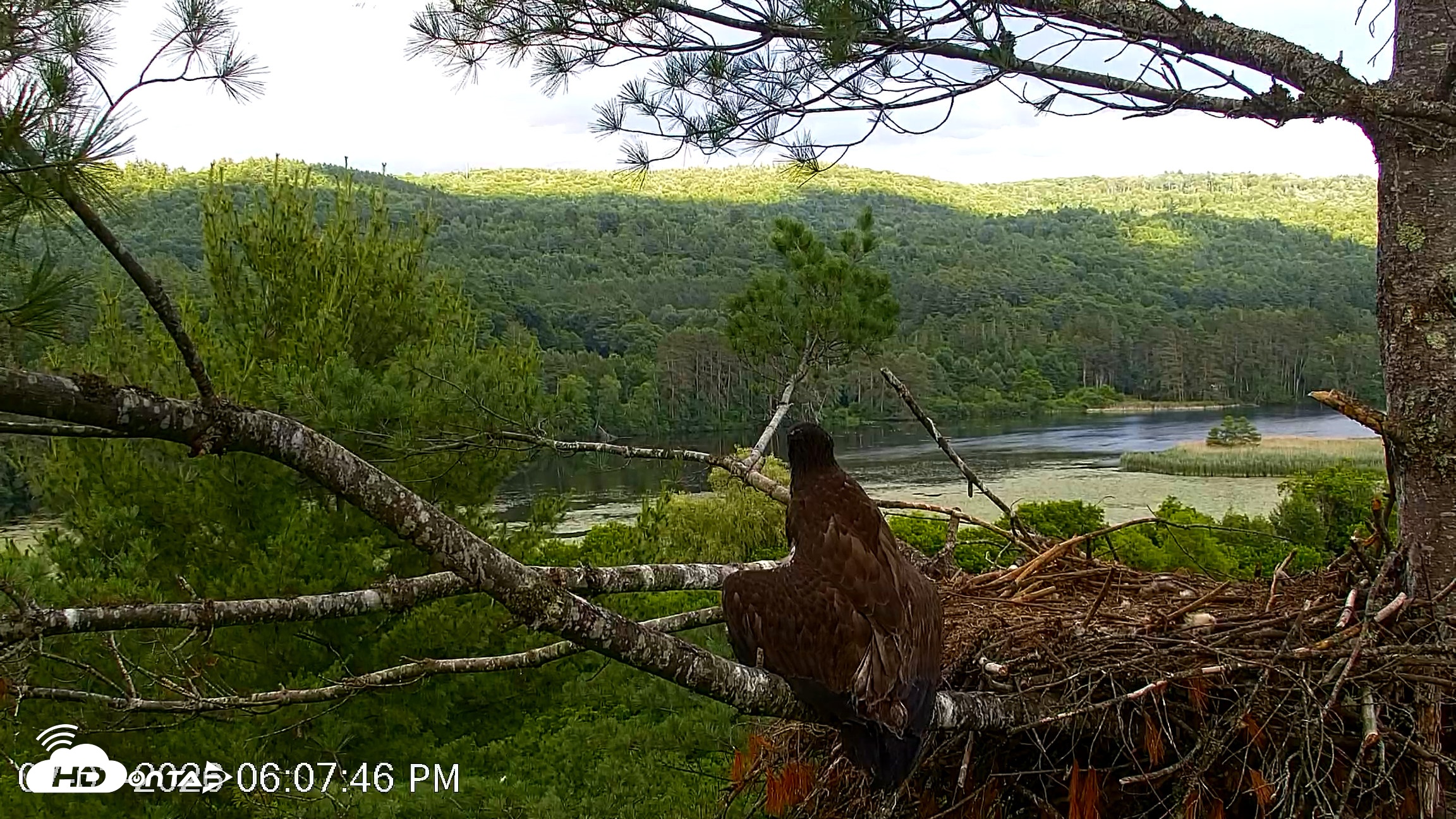 Snapshot of VINS Bald Eagles Nest Live Cams taken Jul 3, 2026, 6:08pm EDT