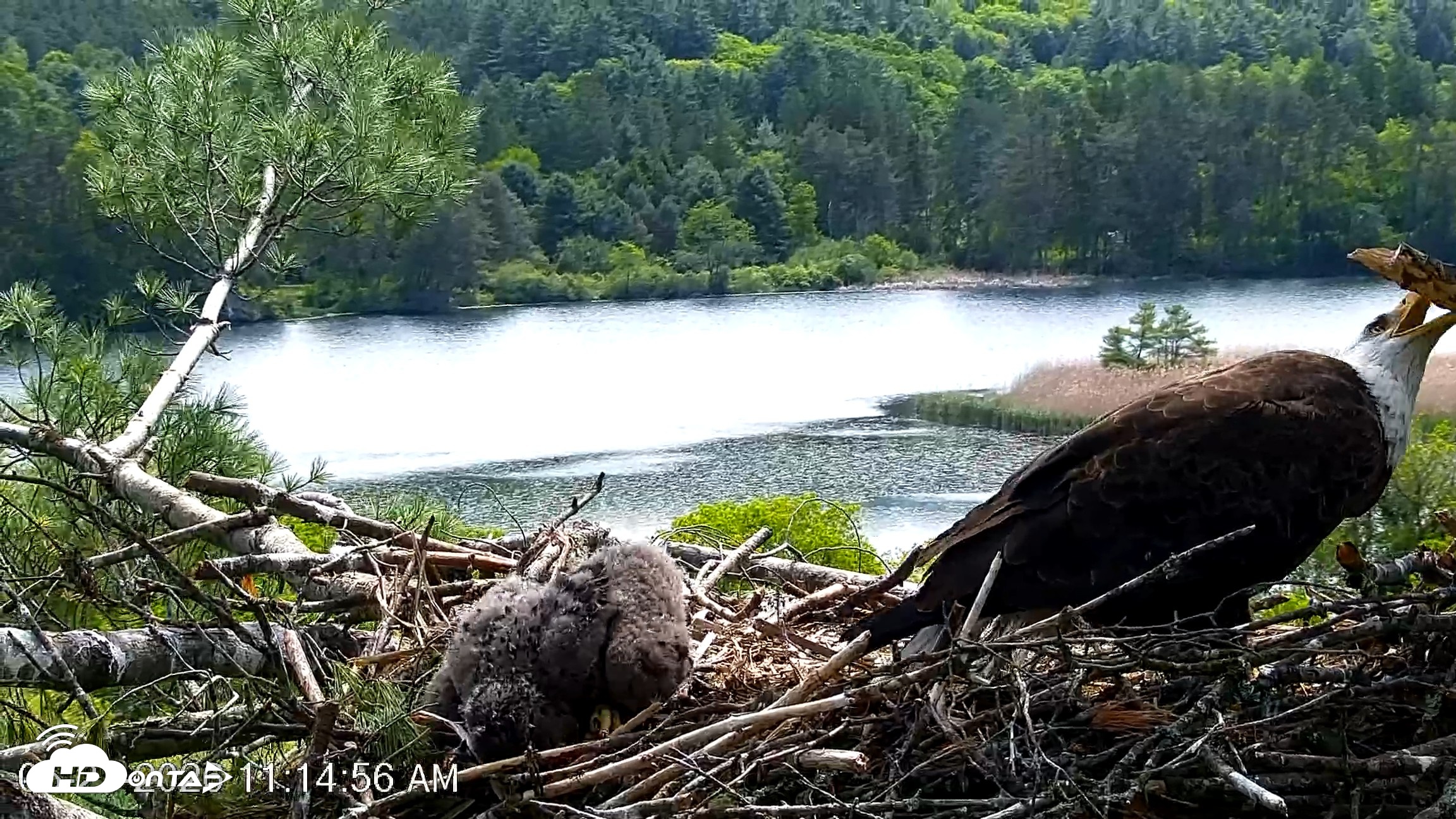 Snapshot of VINS Bald Eagles Nest Live Cams taken May 27, 2026, 11:15am EDT