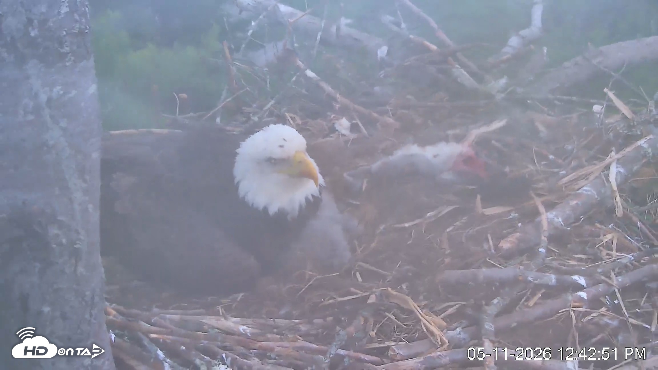 Snapshot of VINS Bald Eagles Nest Live Cams taken May 11, 2026, 12:43pm EDT