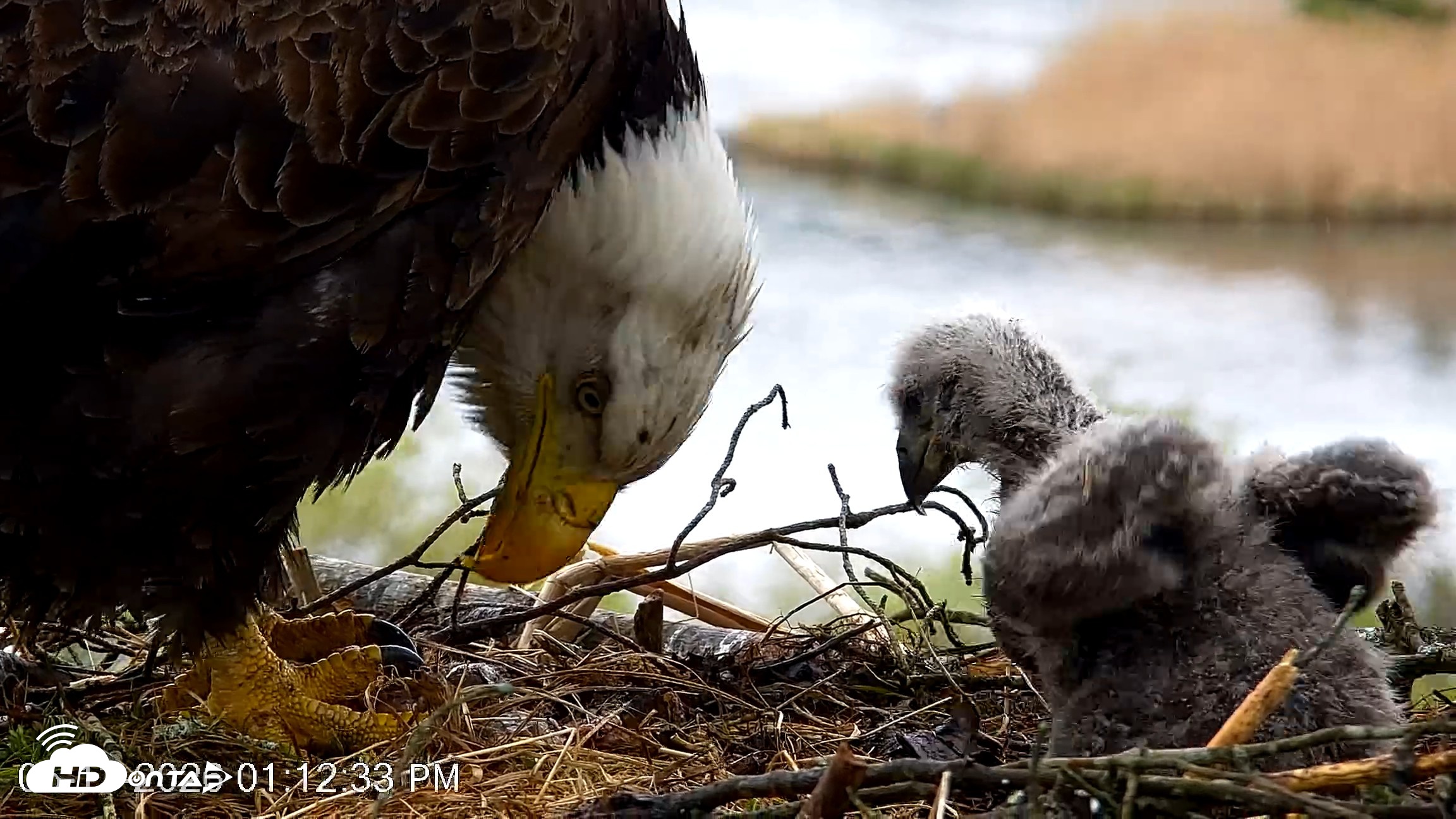 Snapshot of VINS Bald Eagles Nest Live Cams taken May 13, 2026, 1:13pm EDT