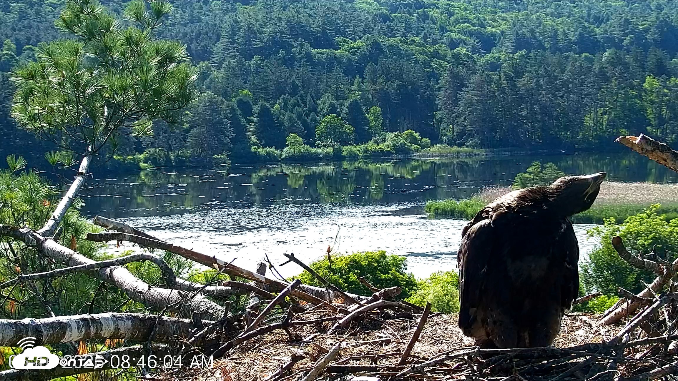 Snapshot of VINS Bald Eagles Nest Live Cams taken Jun 16, 2026, 8:46am EDT