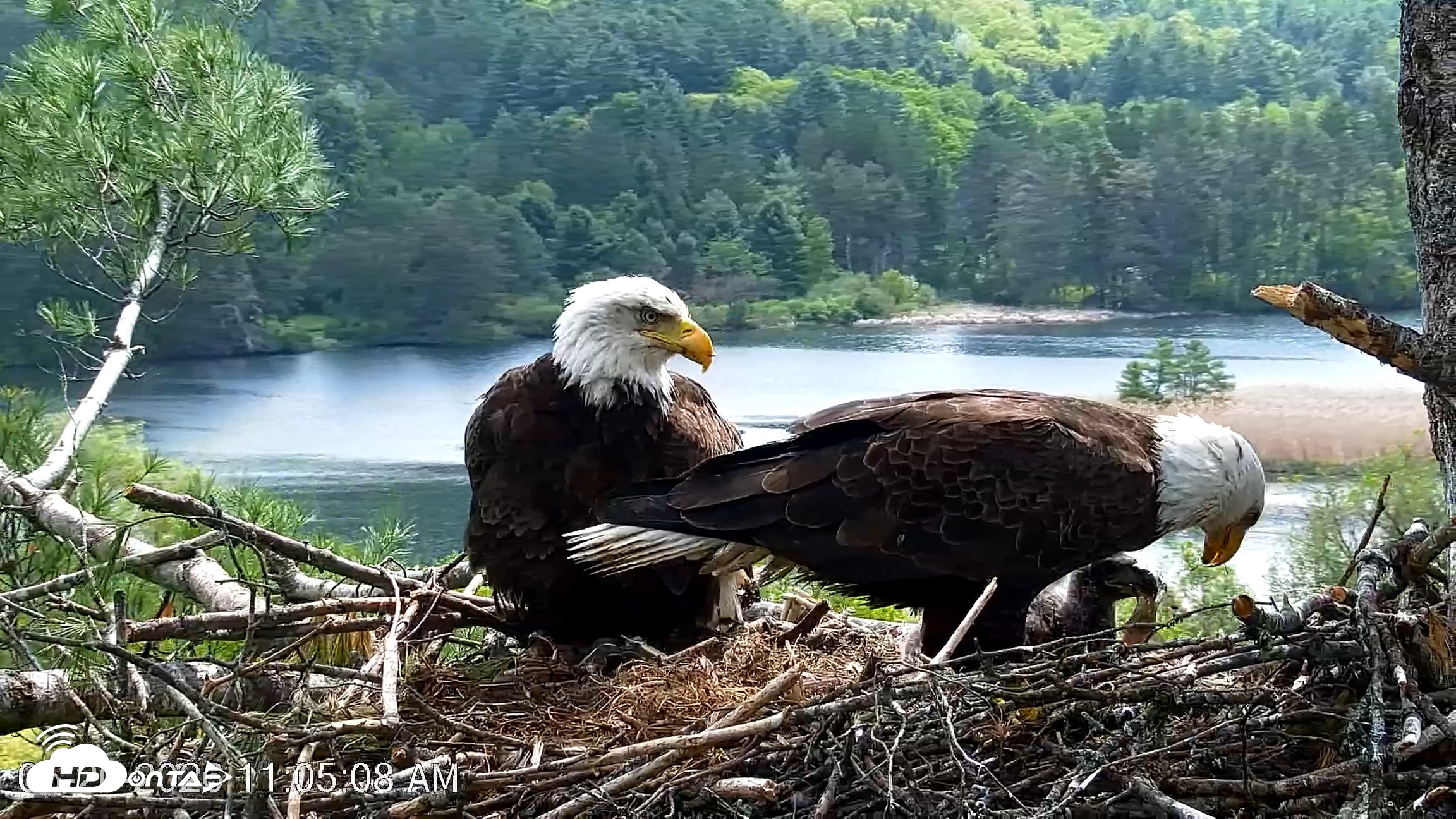 Snapshot of VINS Bald Eagles Nest Live Cams taken May 20, 2026, 11:05am EDT
