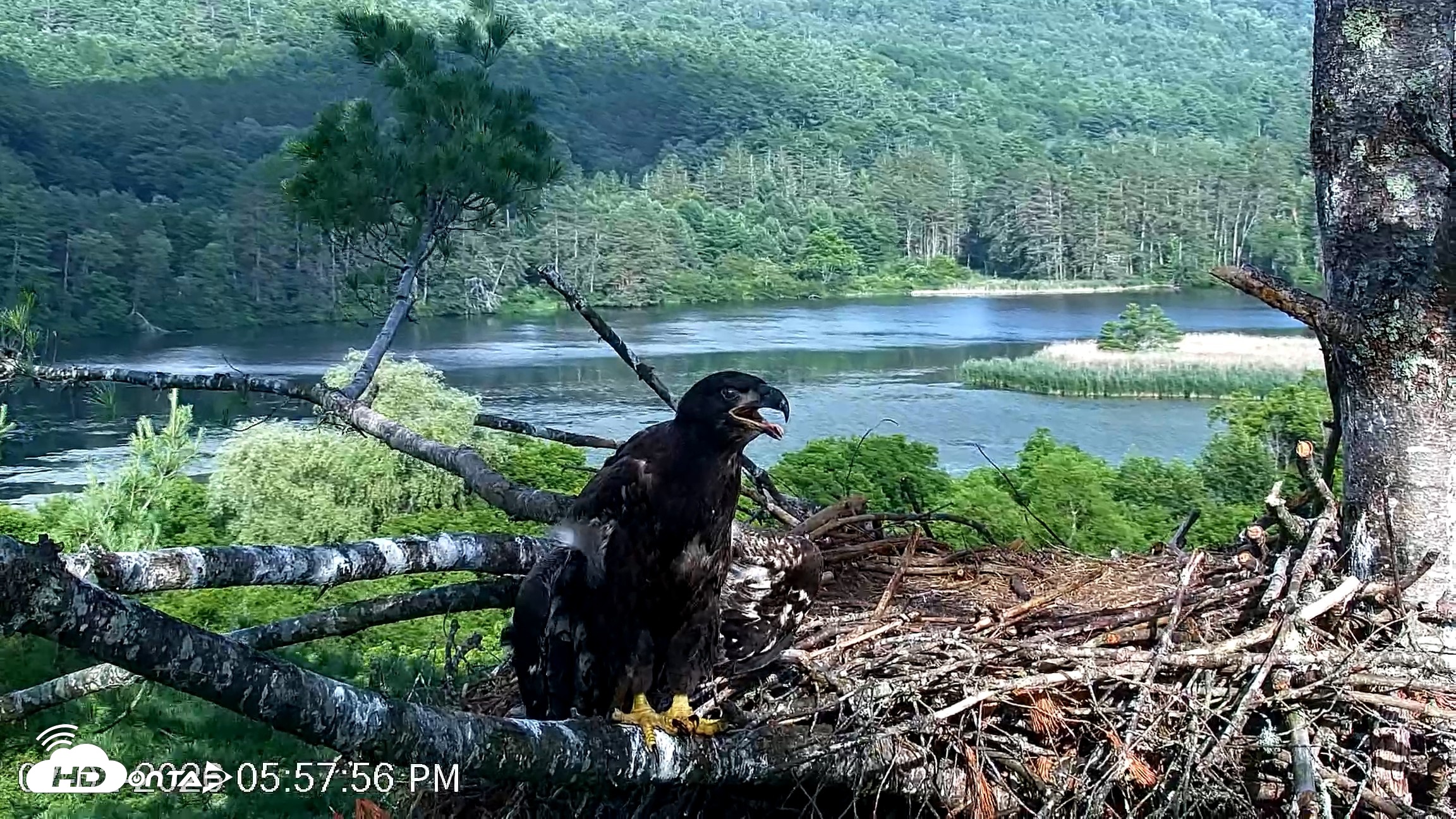 Snapshot of VINS Bald Eagles Nest Live Cams taken Jul 2, 2026, 5:58pm EDT