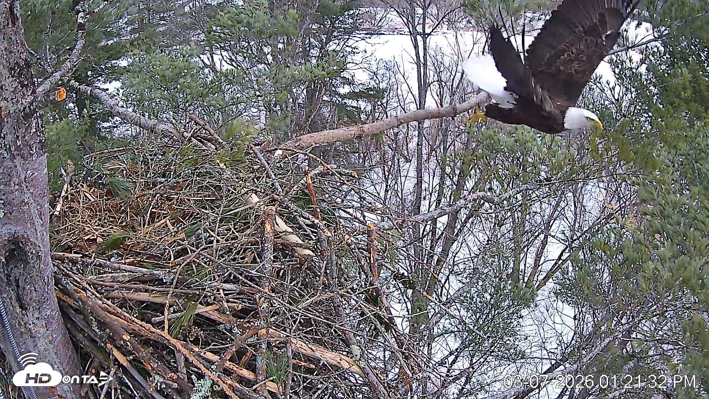 Snapshot of VINS Bald Eagles Nest Live Cams taken Mar 7, 2026, 1:22pm EST