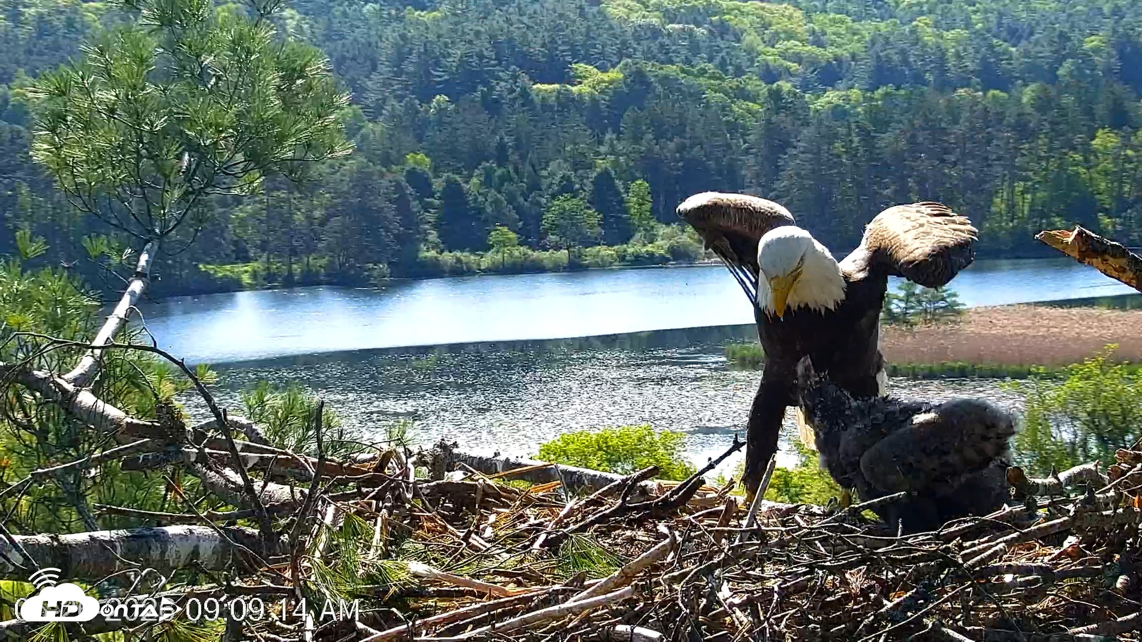 Snapshot of VINS Bald Eagles Nest Live Cams taken May 26, 2026, 9:10am EDT