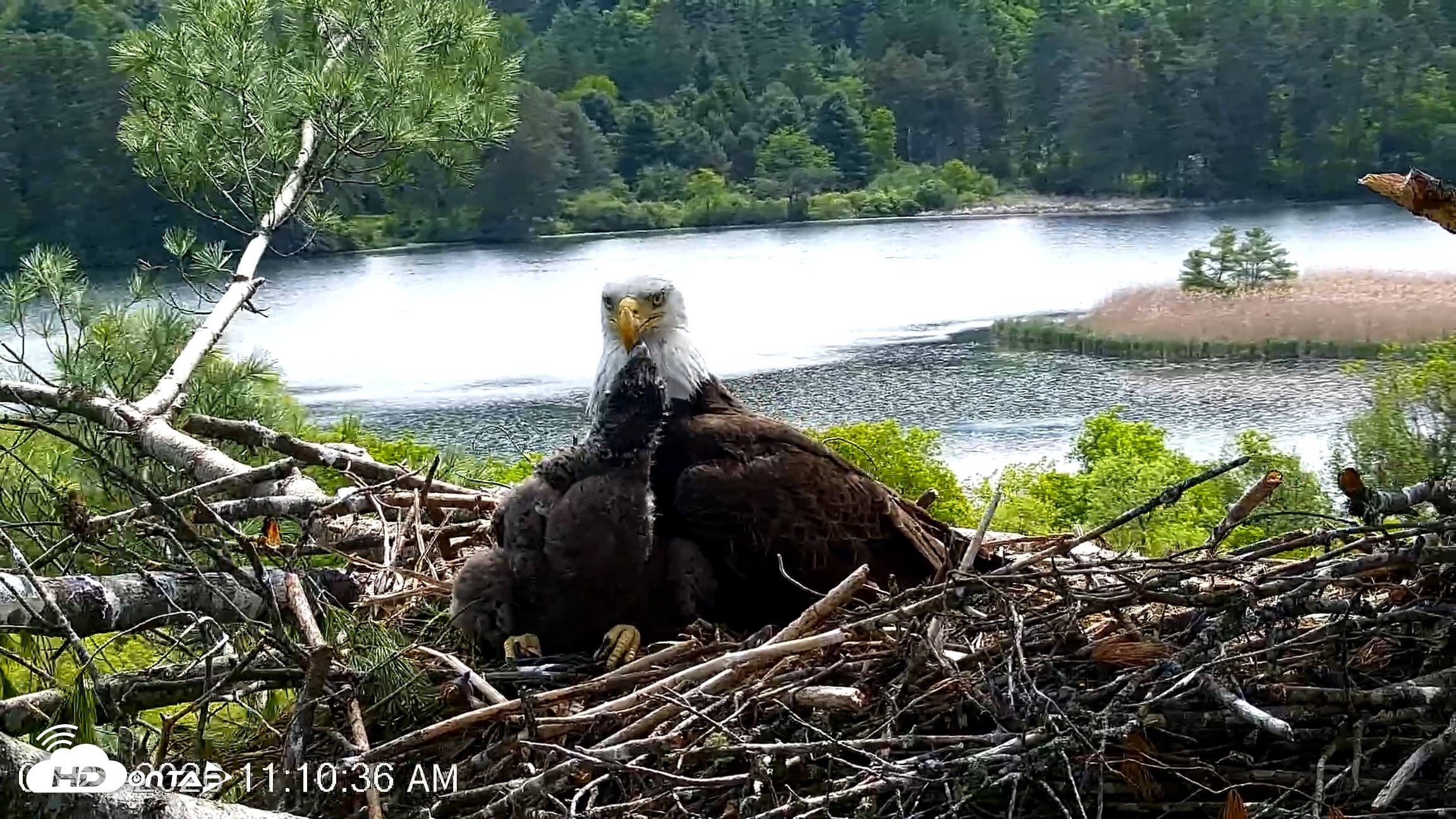 Snapshot of VINS Bald Eagles Nest Live Cams taken May 27, 2026, 11:11am EDT