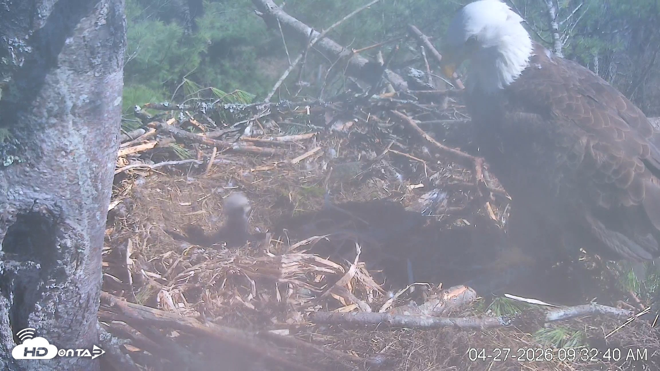 Snapshot of VINS Bald Eagles Nest Live Cams taken Apr 27, 2026, 9:33am EDT