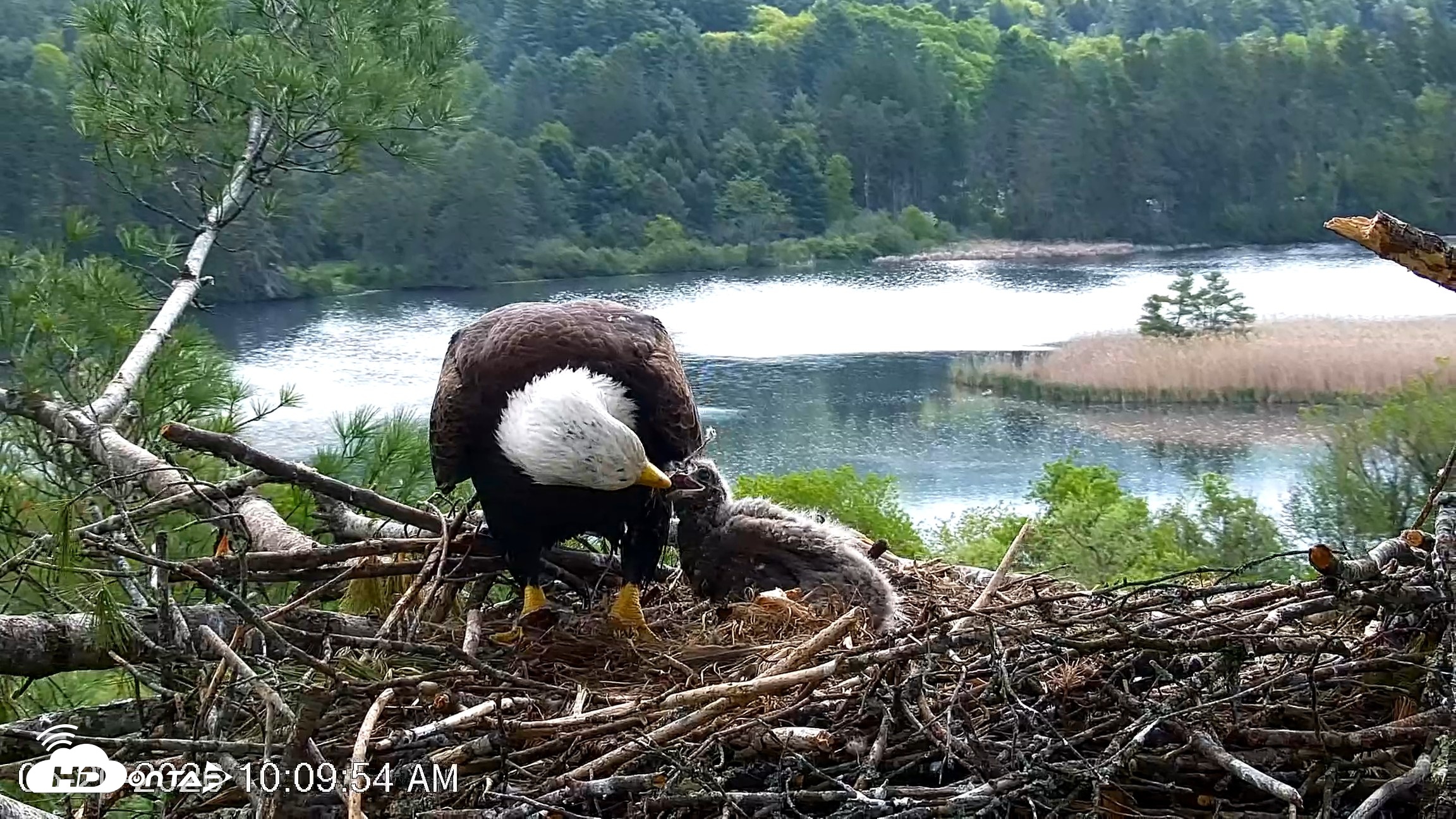Snapshot of VINS Bald Eagles Nest Live Cams taken May 20, 2026, 10:10am EDT