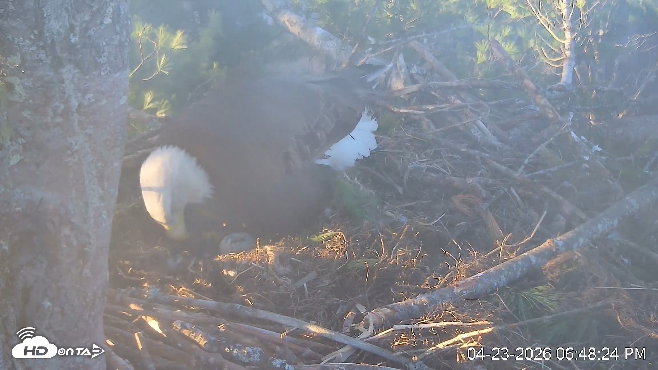 Snapshot of VINS Bald Eagles Nest Live Cams taken Apr 23, 2026, 6:49pm EDT