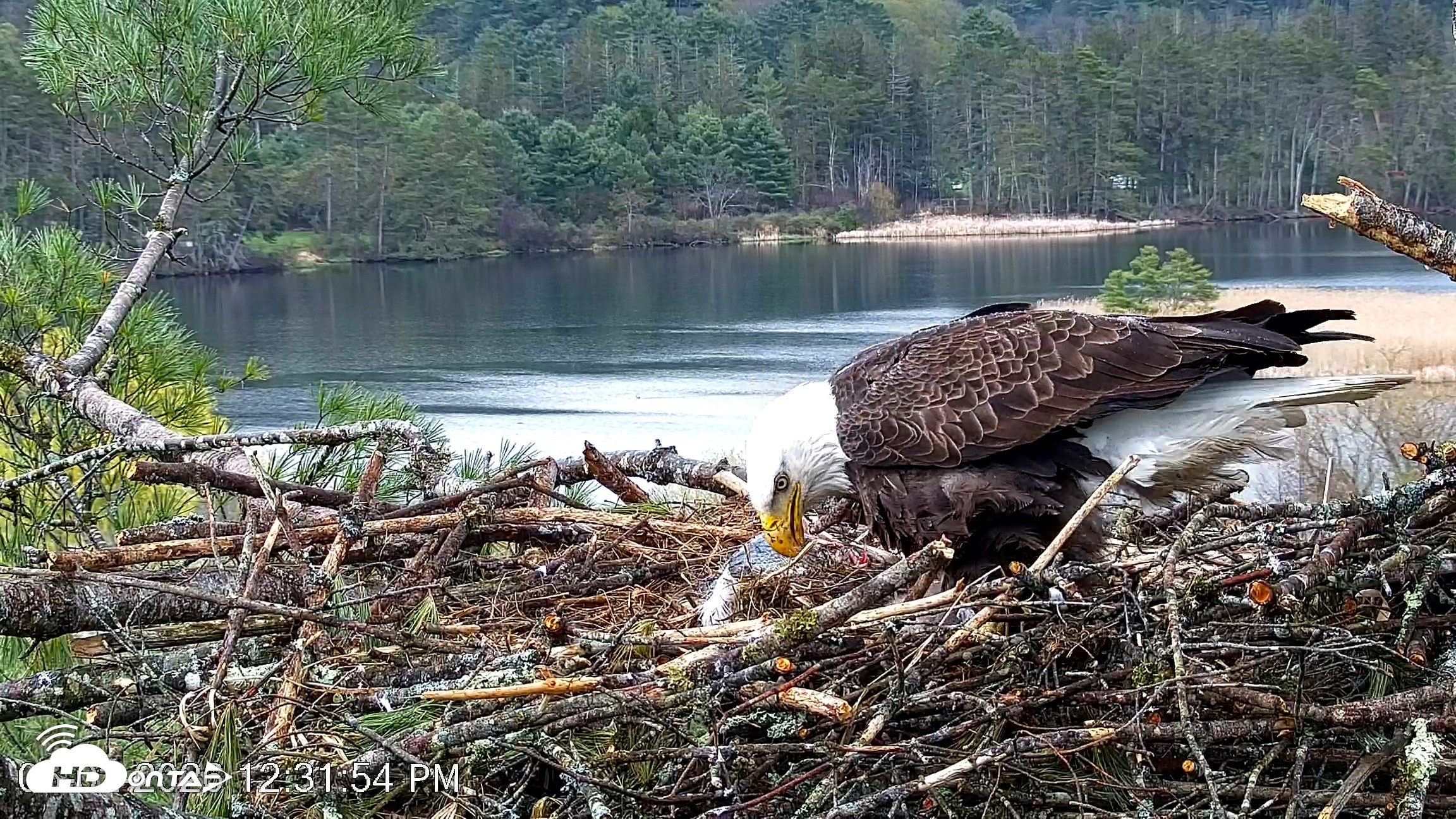Snapshot of VINS Bald Eagles Nest Live Cams taken May 2, 2026, 12:32pm EDT