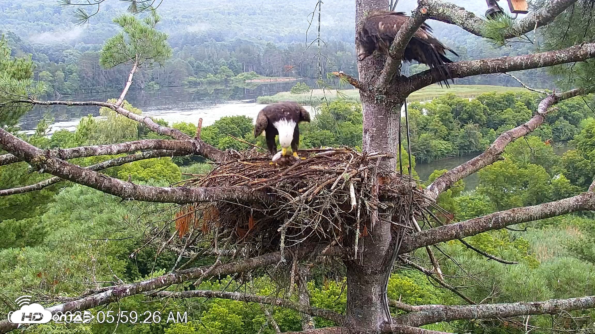 Snapshot of VINS Bald Eagles Nest Live Cams taken Jul 29, 2026, 6:00am EDT