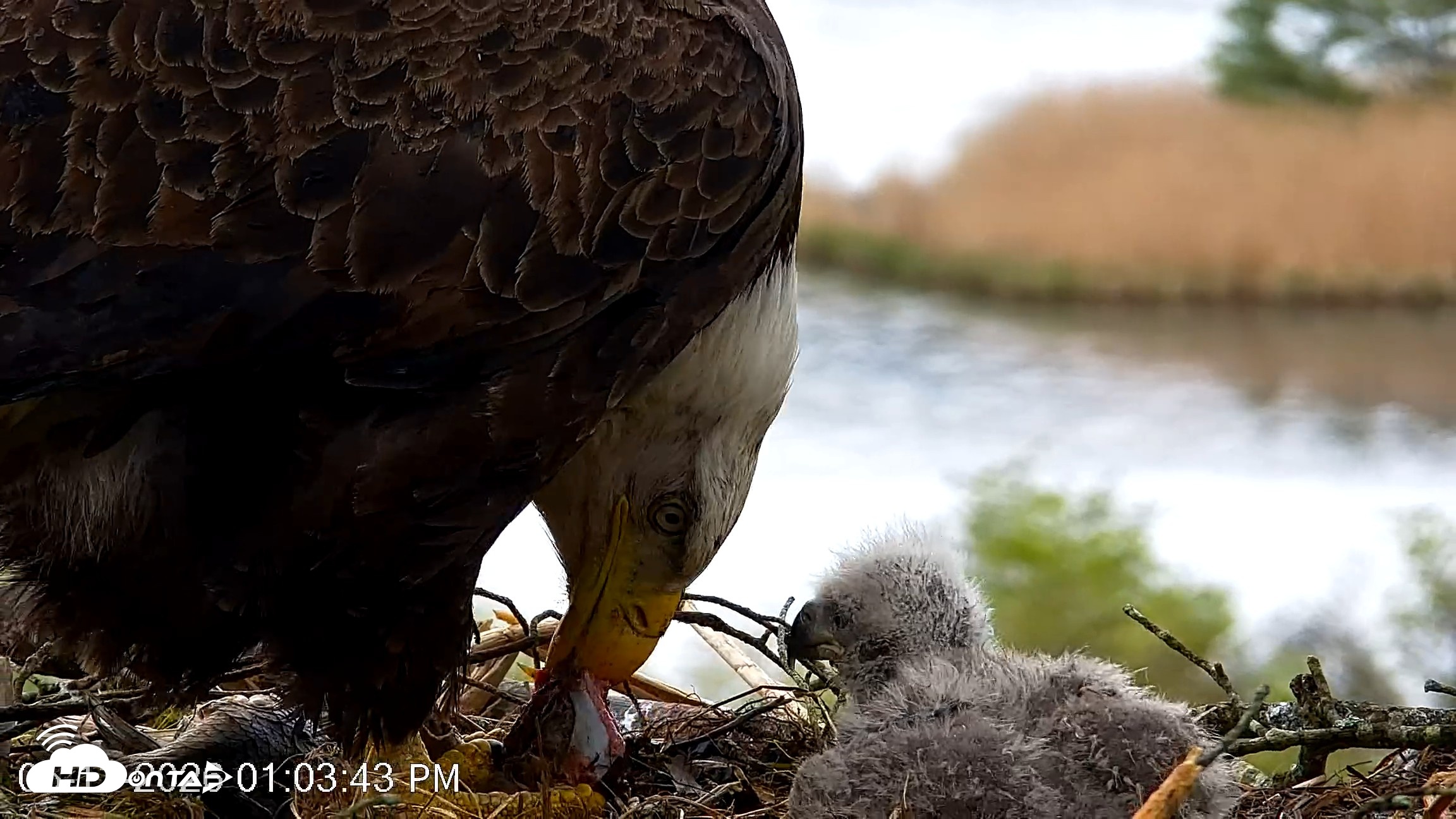 Snapshot of VINS Bald Eagles Nest Live Cams taken May 13, 2026, 1:04pm EDT