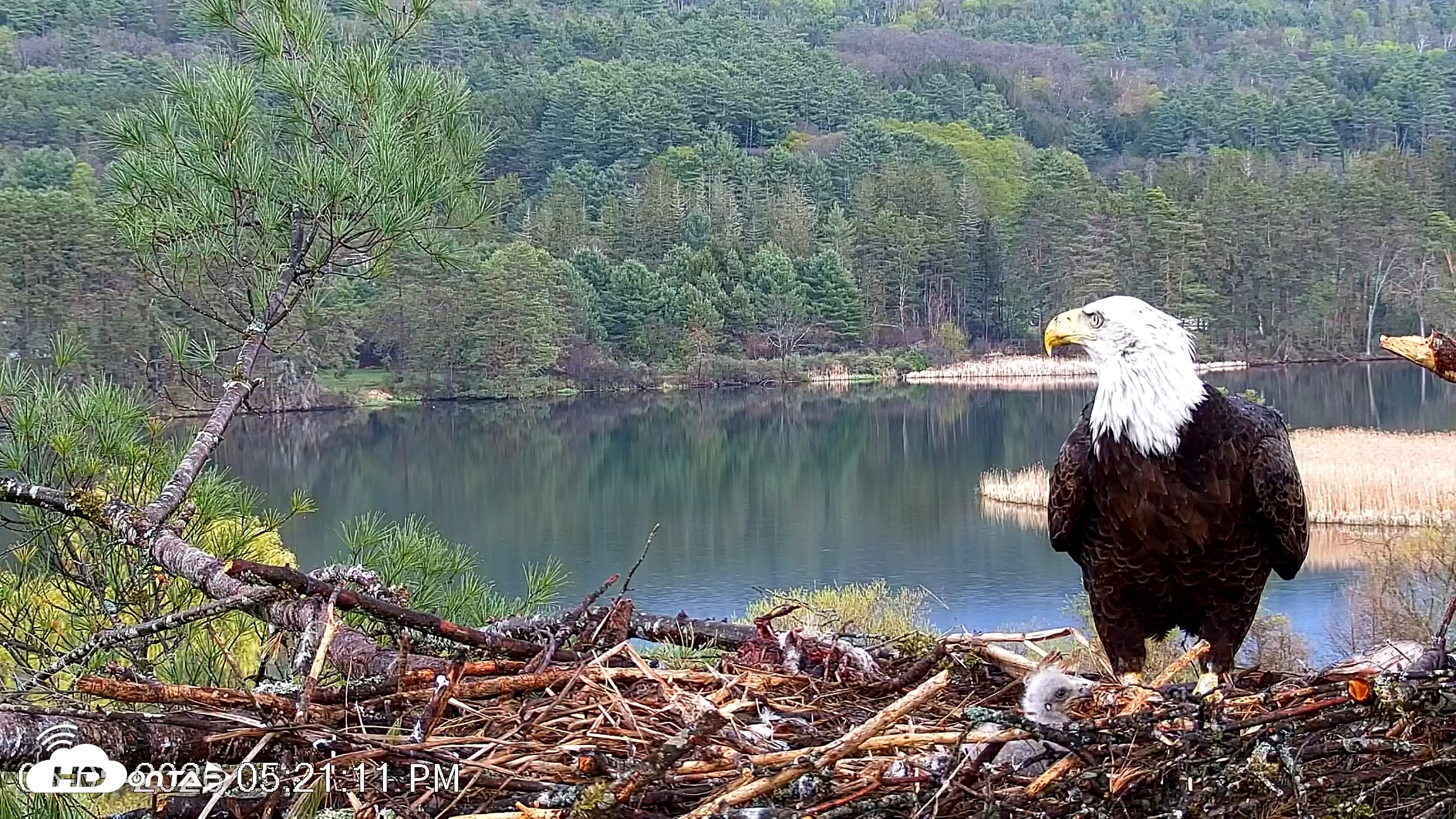 Snapshot of VINS Bald Eagles Nest Live Cams taken May 5, 2026, 5:22pm EDT