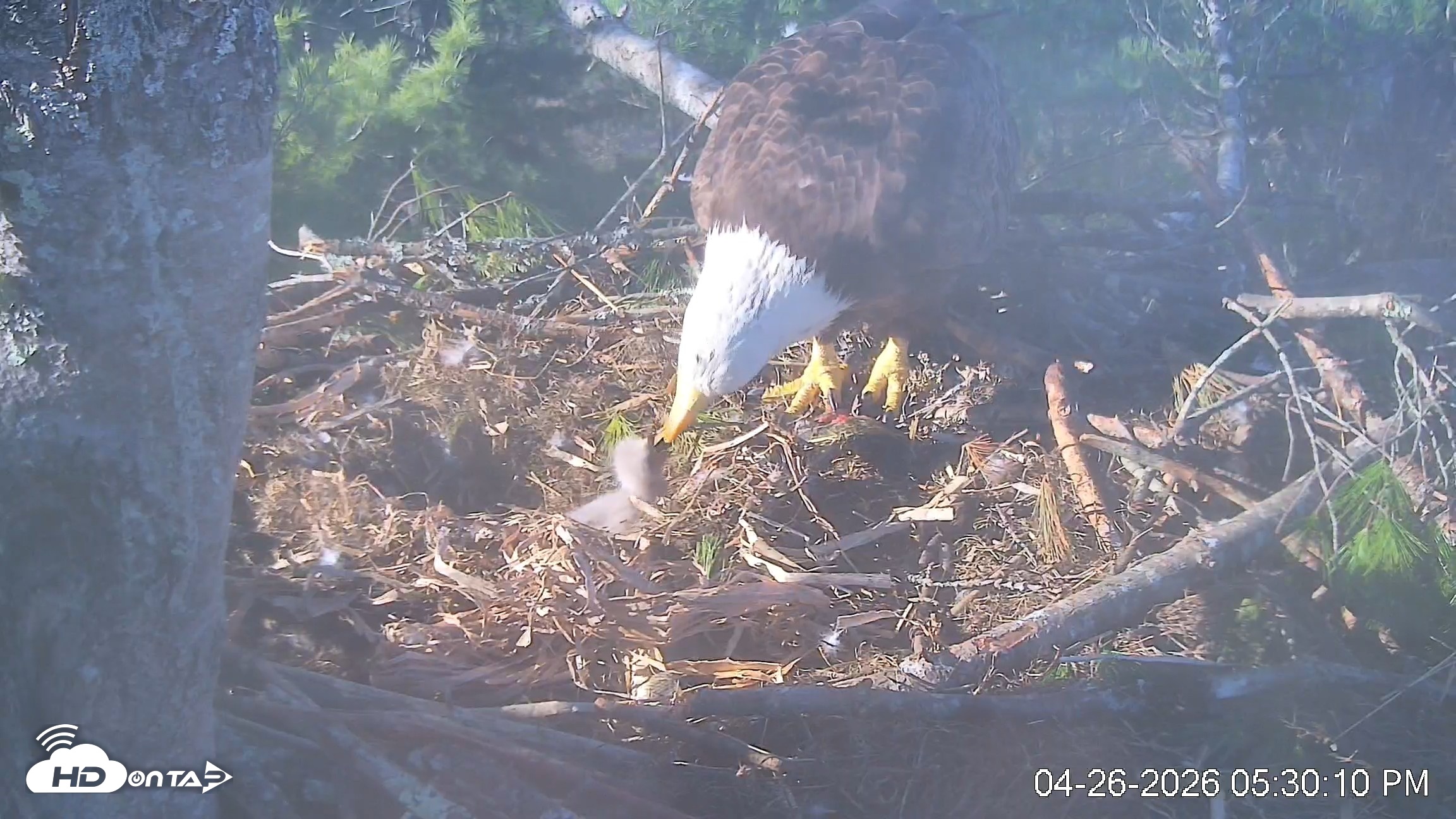 Snapshot of VINS Bald Eagles Nest Live Cams taken Apr 26, 2026, 5:30pm EDT