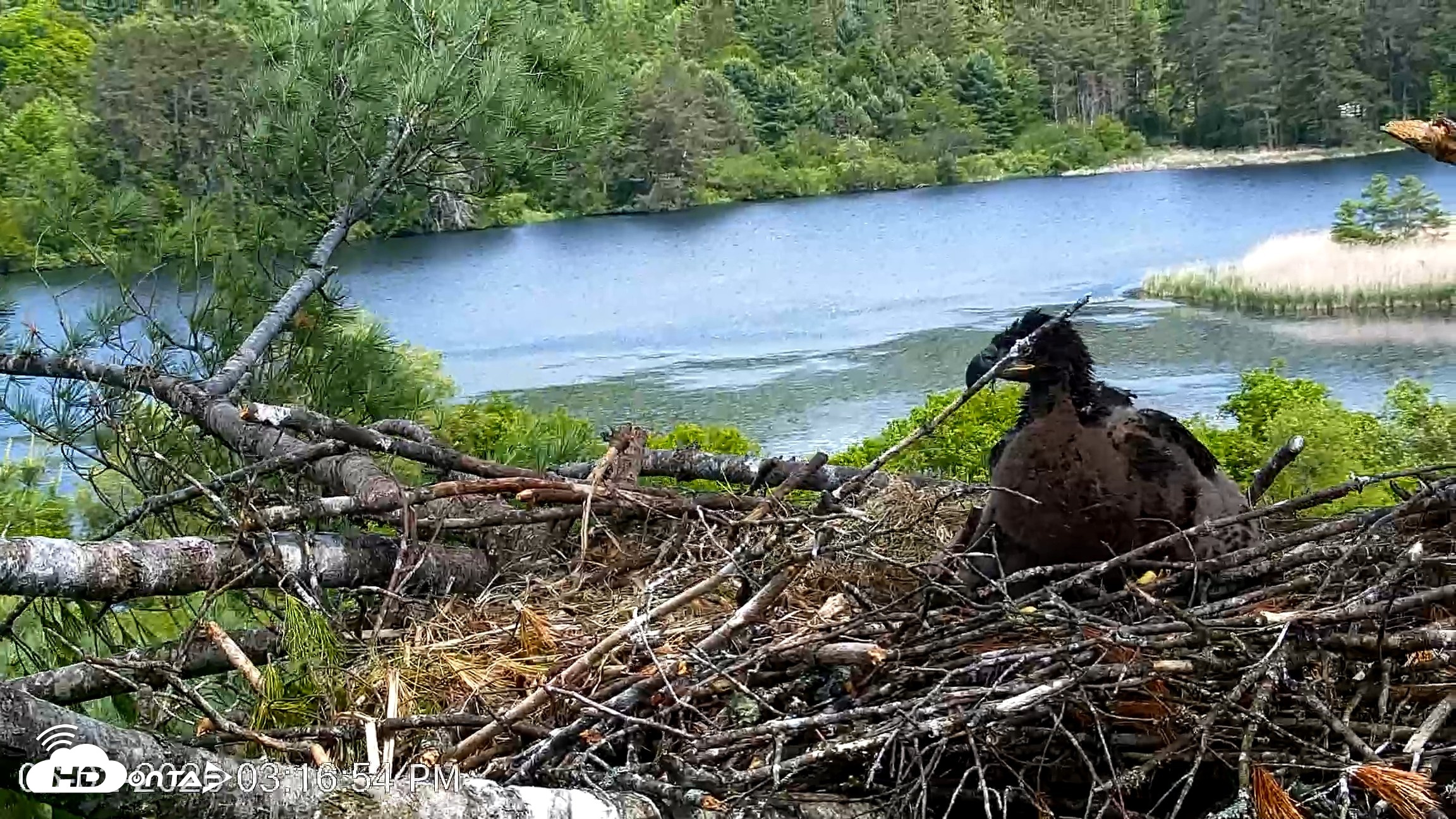 Snapshot of VINS Bald Eagles Nest Live Cams taken Jun 2, 2026, 3:17pm EDT
