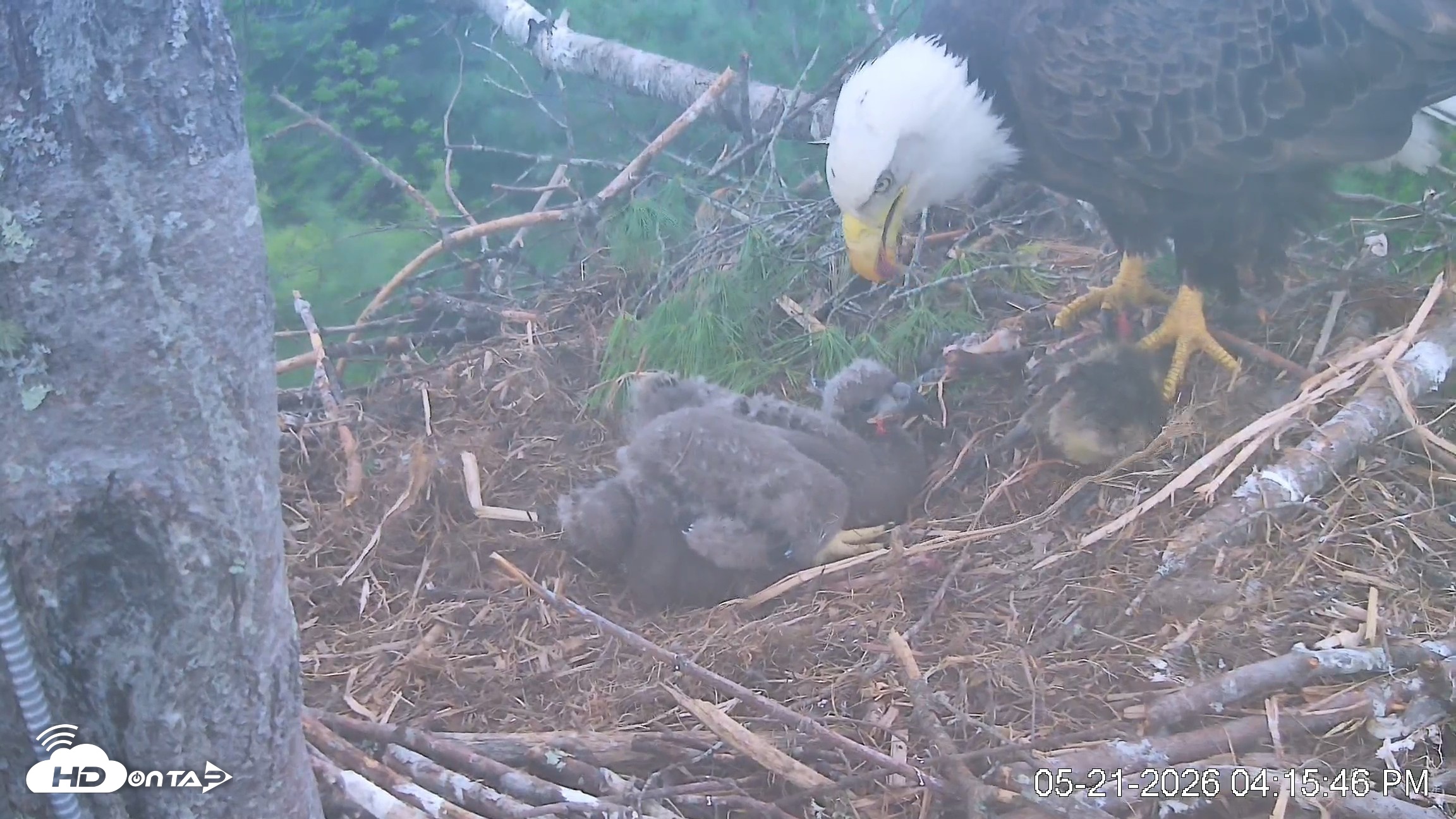 Snapshot of VINS Bald Eagles Nest Live Cams taken May 21, 2026, 4:16pm EDT
