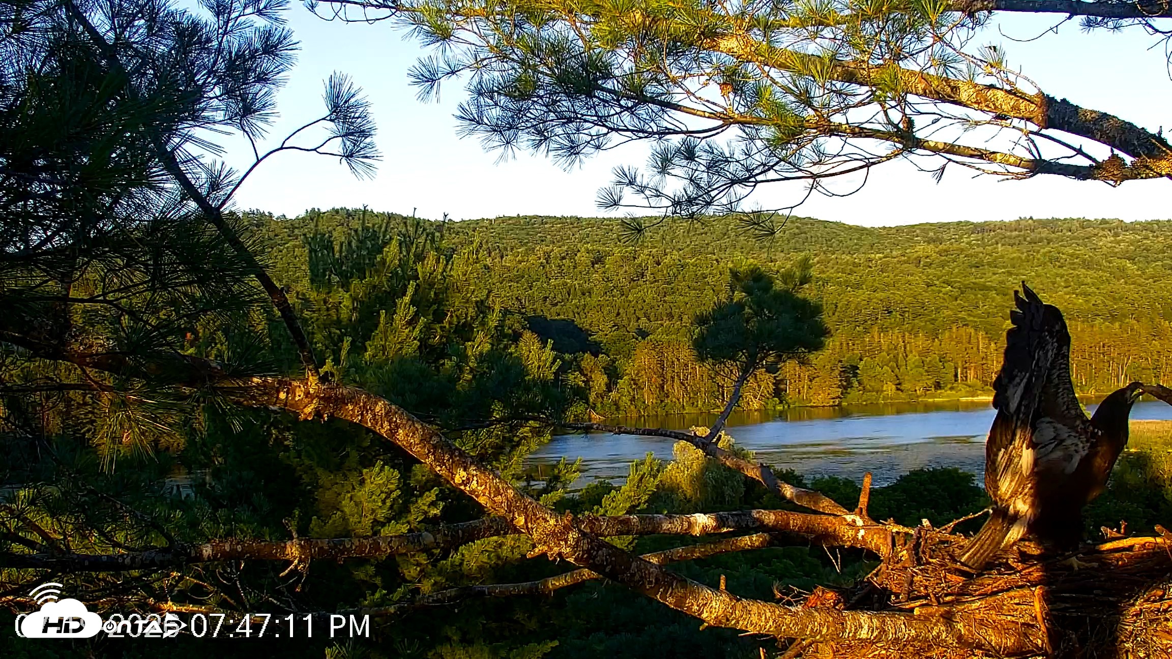 Snapshot of VINS Bald Eagles Nest Live Cams taken Jul 19, 2026, 7:47pm EDT