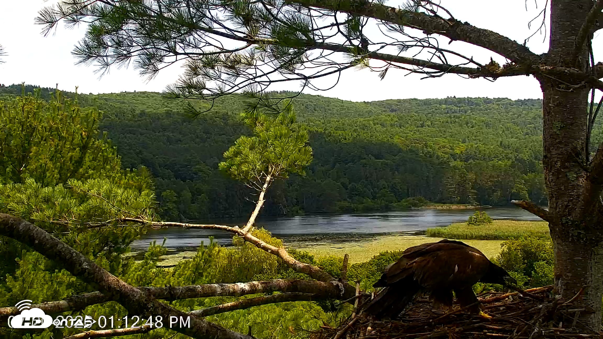 Snapshot of VINS Bald Eagles Nest Live Cams taken Jul 20, 2026, 1:13pm EDT