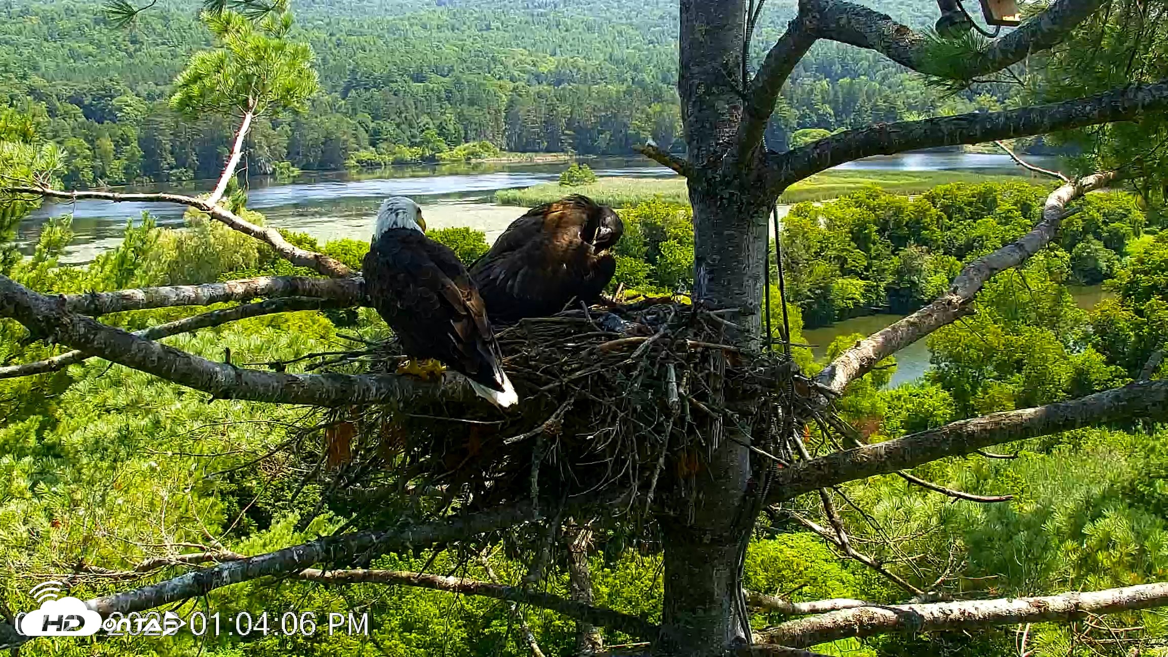Snapshot of VINS Bald Eagles Nest Live Cams taken Jul 27, 2026, 1:04pm EDT