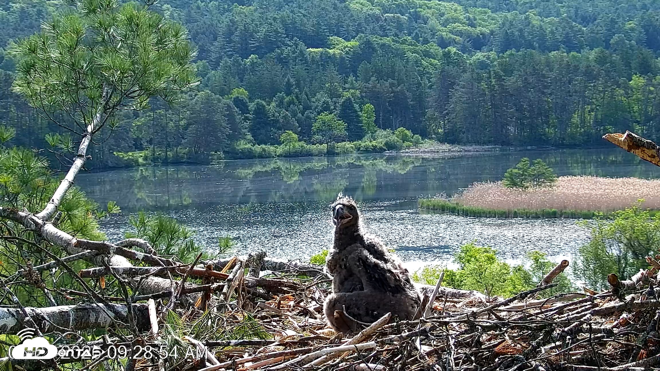 Snapshot of VINS Bald Eagles Nest Live Cams taken May 27, 2026, 9:29am EDT
