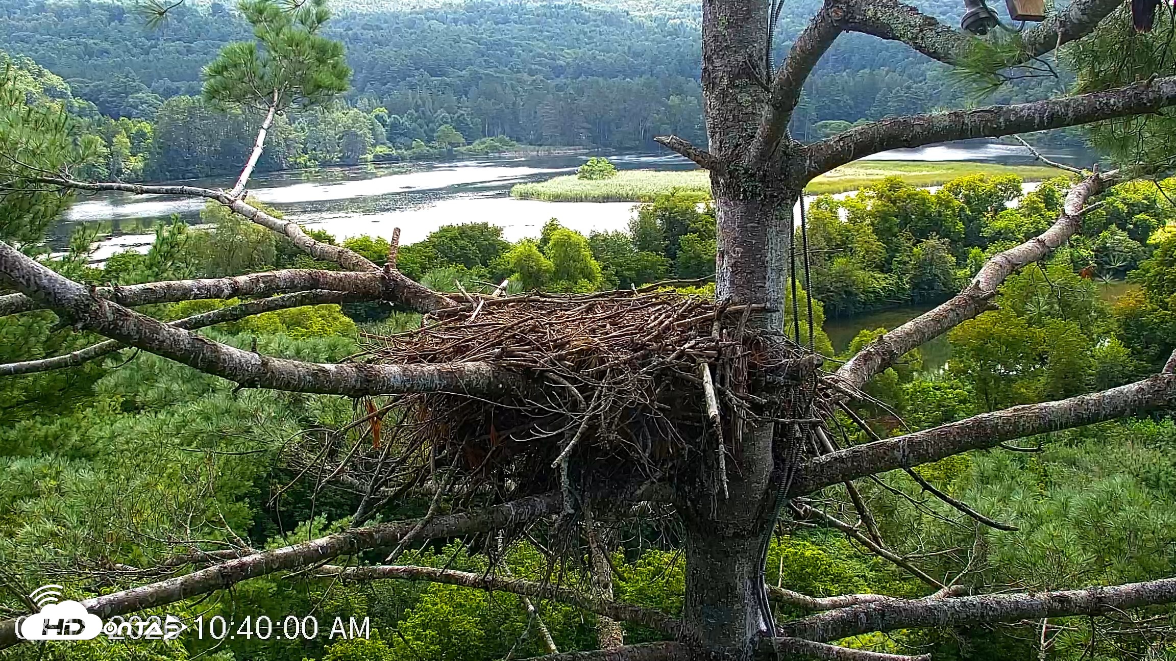 Snapshot of VINS Bald Eagles Nest Live Cams taken Aug 18, 2026, 10:40am EDT
