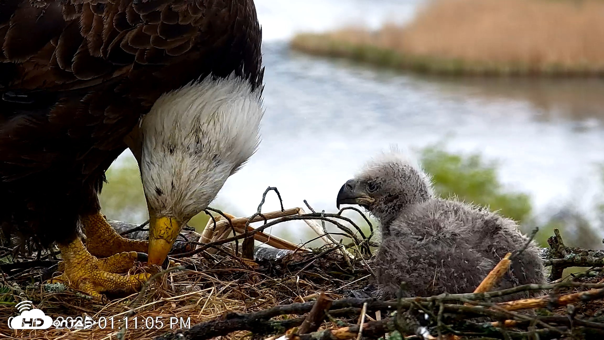 Snapshot of VINS Bald Eagles Nest Live Cams taken May 13, 2026, 1:11pm EDT