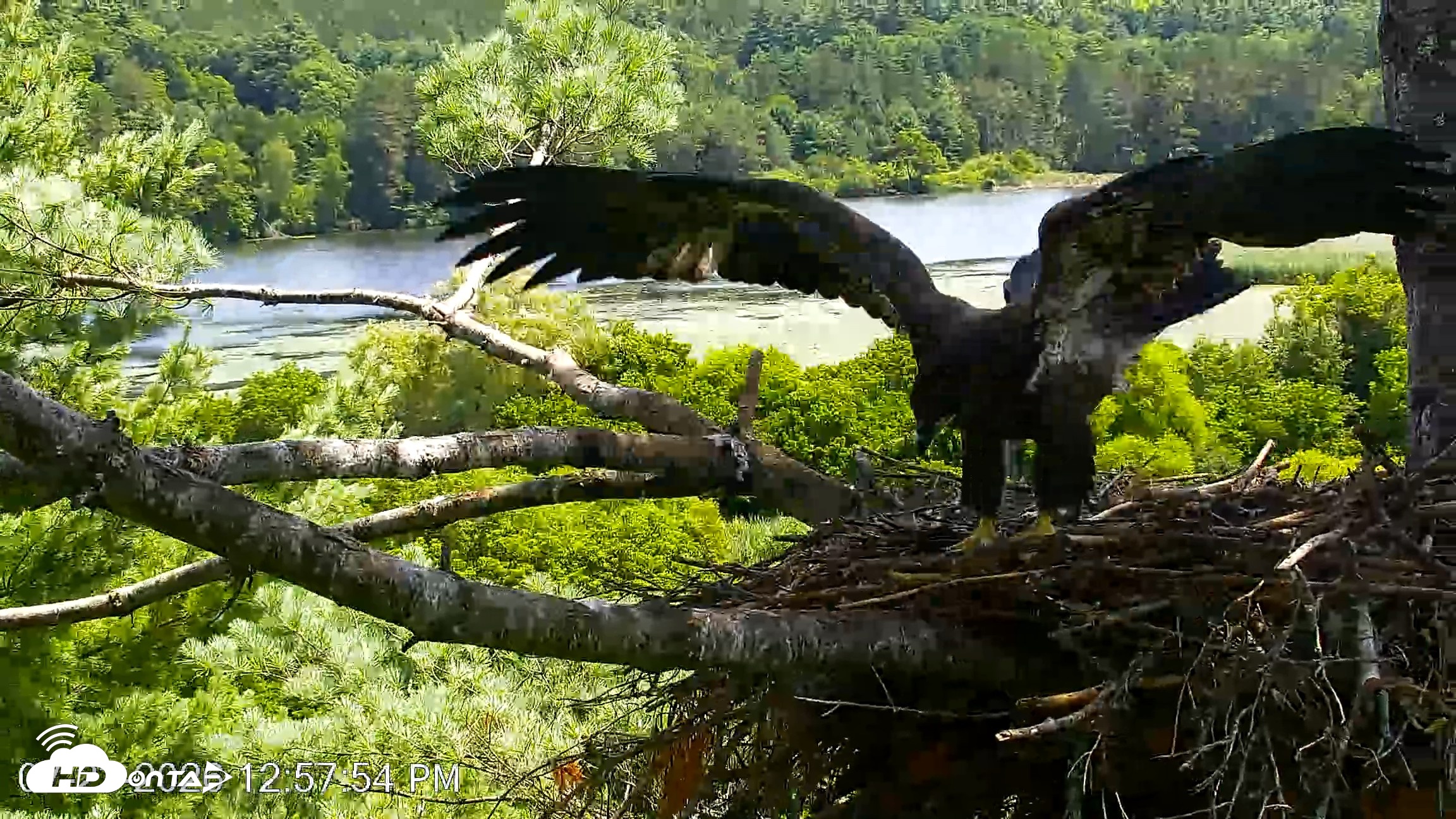 Snapshot of VINS Bald Eagles Nest Live Cams taken Jul 23, 2026, 12:58pm EDT