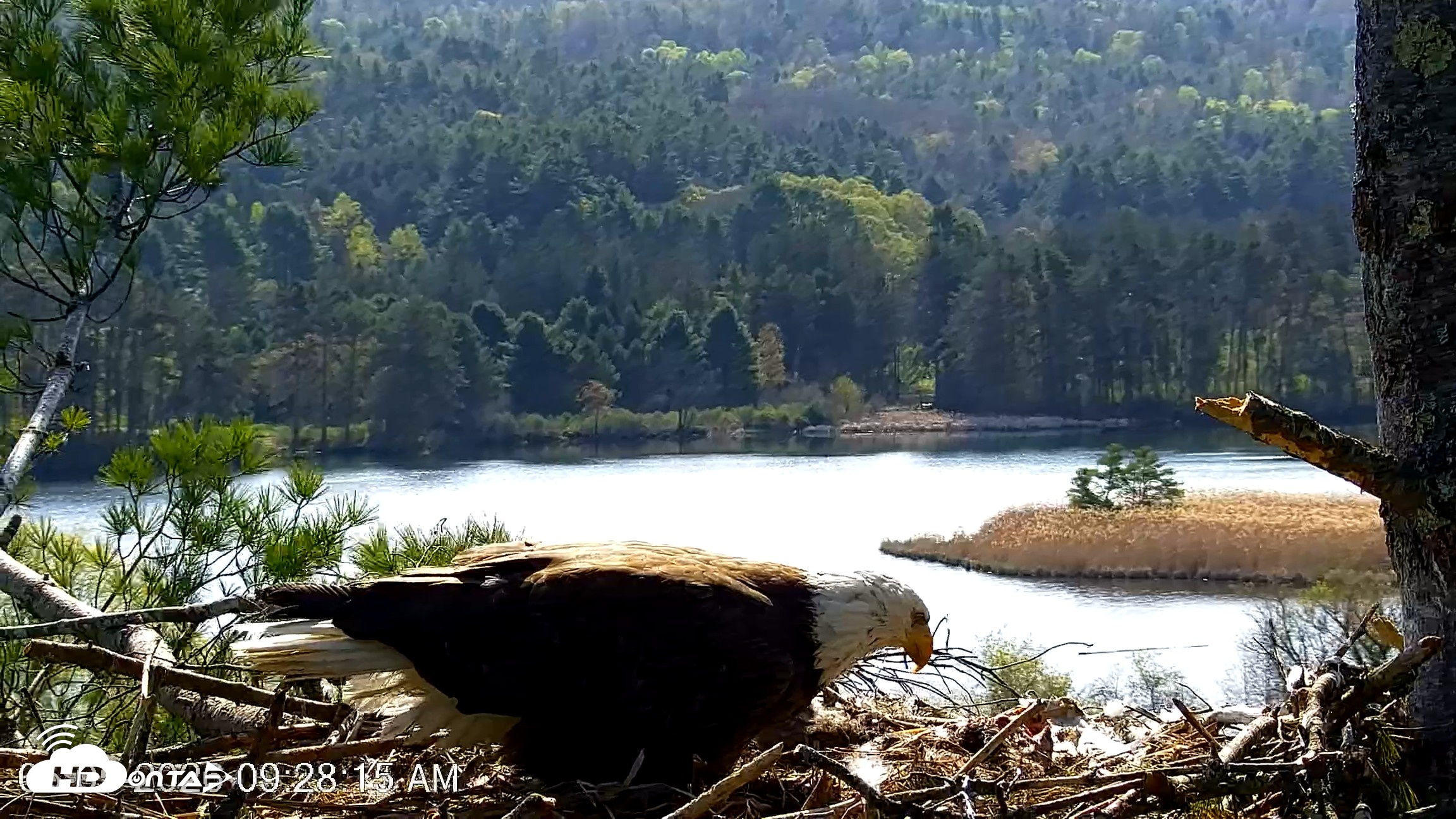 Snapshot of VINS Bald Eagles Nest Live Cams taken May 5, 2026, 9:28am EDT