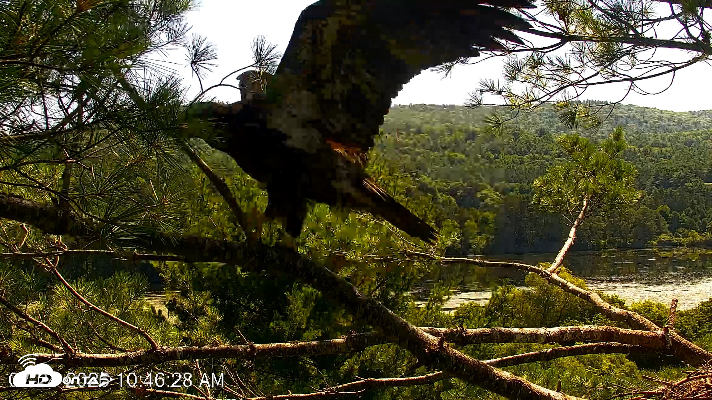 Snapshot of VINS Bald Eagles Nest Live Cams taken Jul 24, 2026, 10:47am EDT