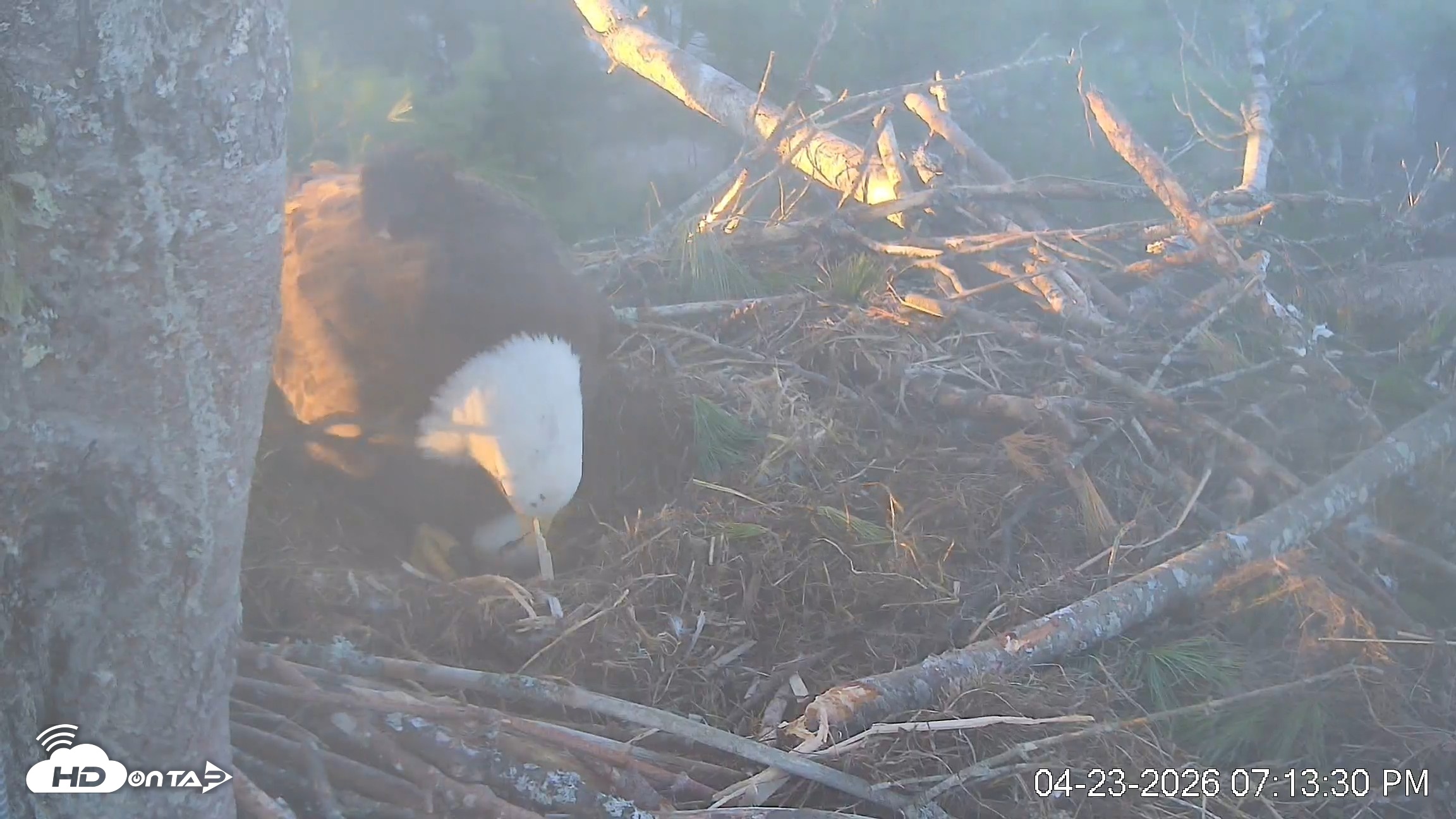 Snapshot of VINS Bald Eagles Nest Live Cams taken Apr 23, 2026, 7:14pm EDT