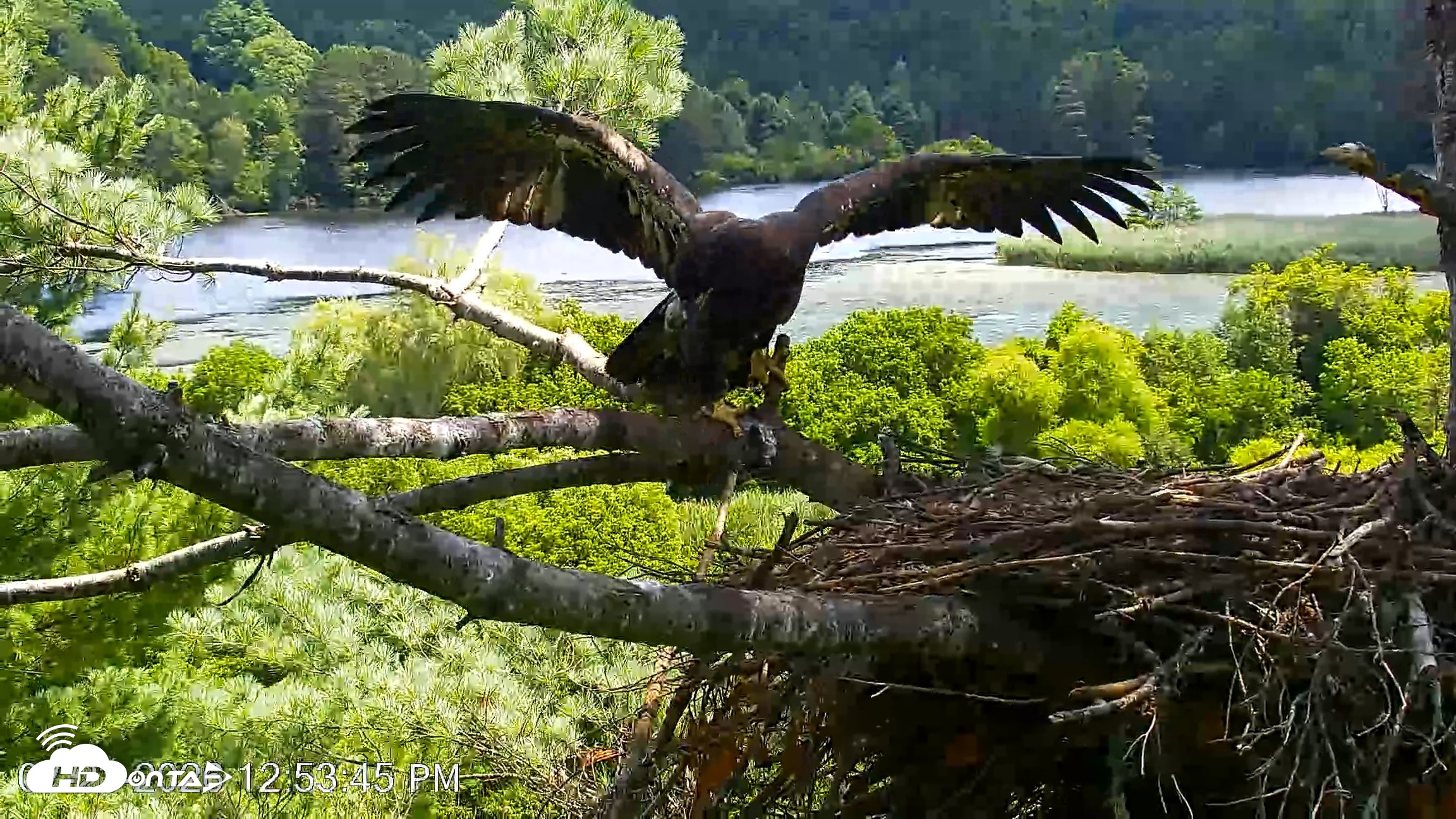 Snapshot of VINS Bald Eagles Nest Live Cams taken Jul 23, 2026, 12:54pm EDT