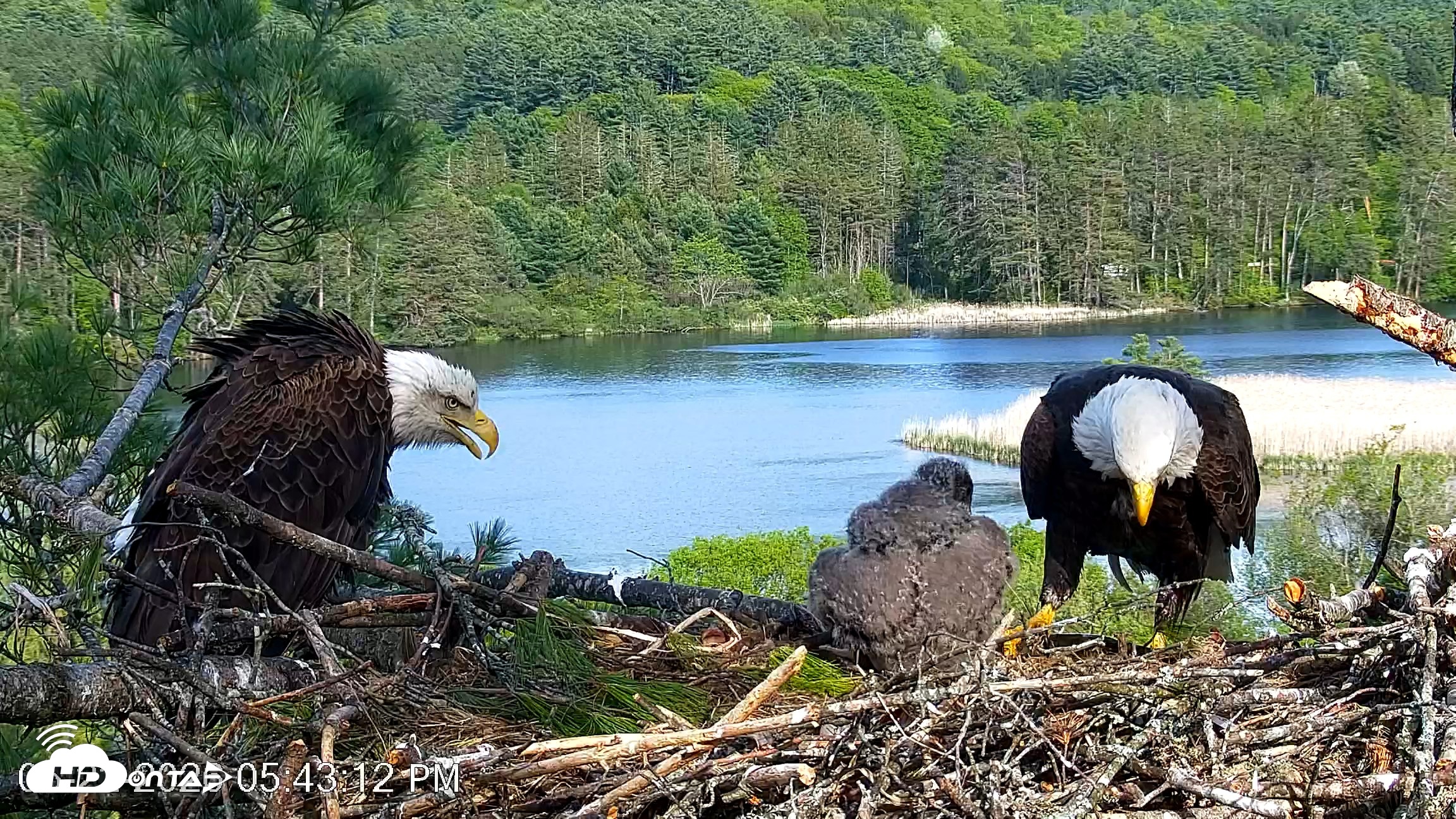Snapshot of VINS Bald Eagles Nest Live Cams taken May 22, 2026, 5:44pm EDT