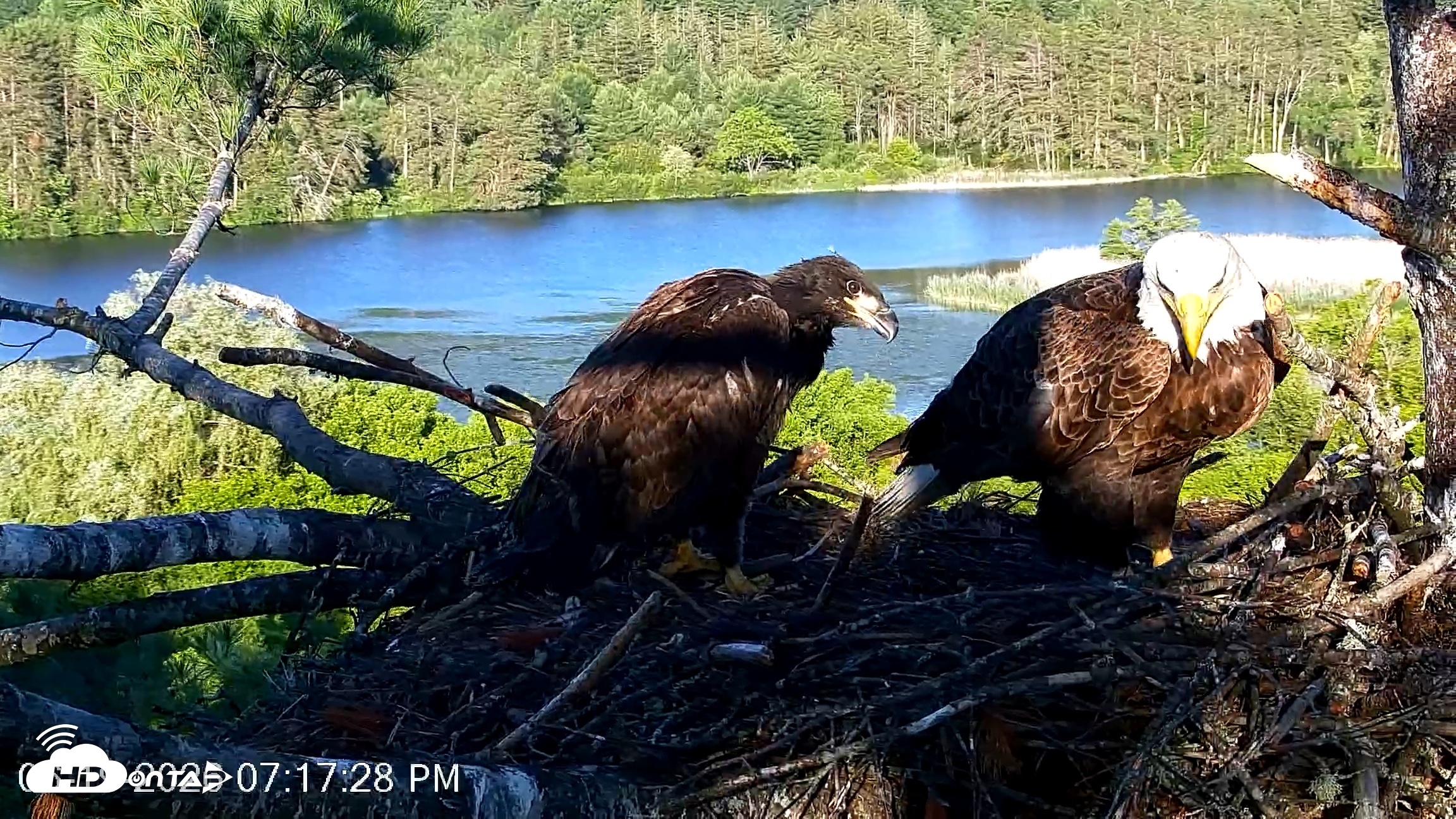 Snapshot of VINS Bald Eagles Nest Live Cams taken Jun 19, 2026, 7:18pm EDT