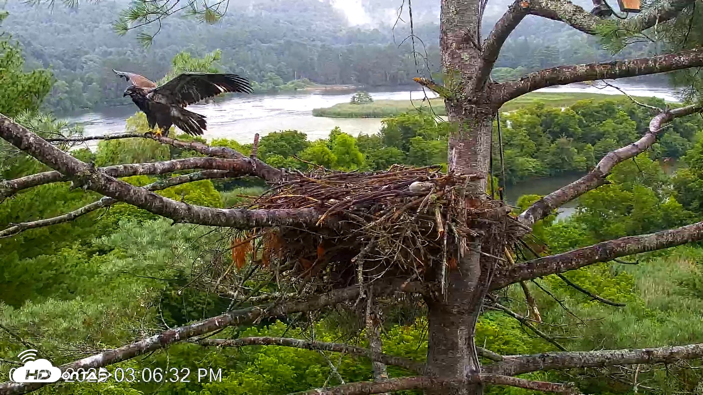 Snapshot of VINS Bald Eagles Nest Live Cams taken Jul 29, 2026, 3:07pm EDT