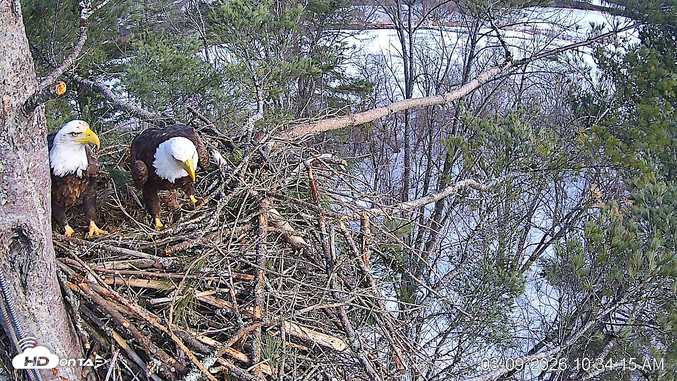 Snapshot of VINS Bald Eagles Nest Live Cams taken Mar 9, 2026, 10:34am EDT