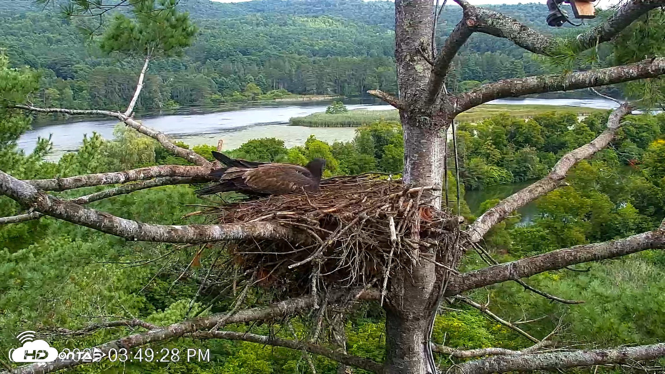 Snapshot of VINS Bald Eagles Nest Live Cams taken Aug 22, 2026, 3:50pm EDT