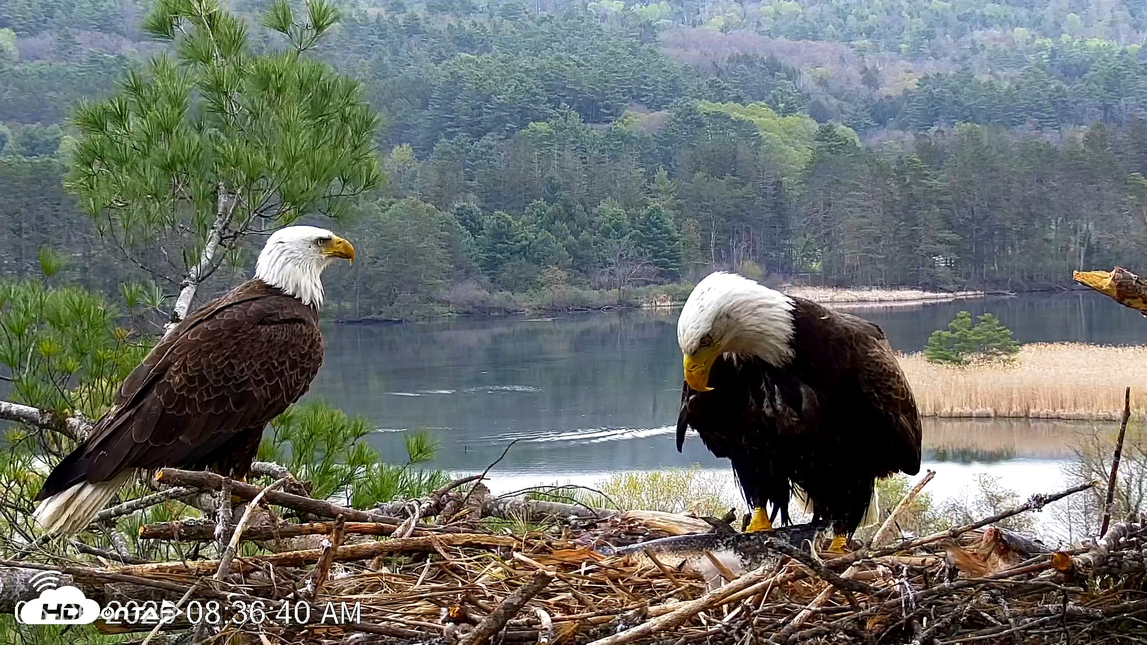 Snapshot of VINS Bald Eagles Nest Live Cams taken May 6, 2026, 8:37am EDT