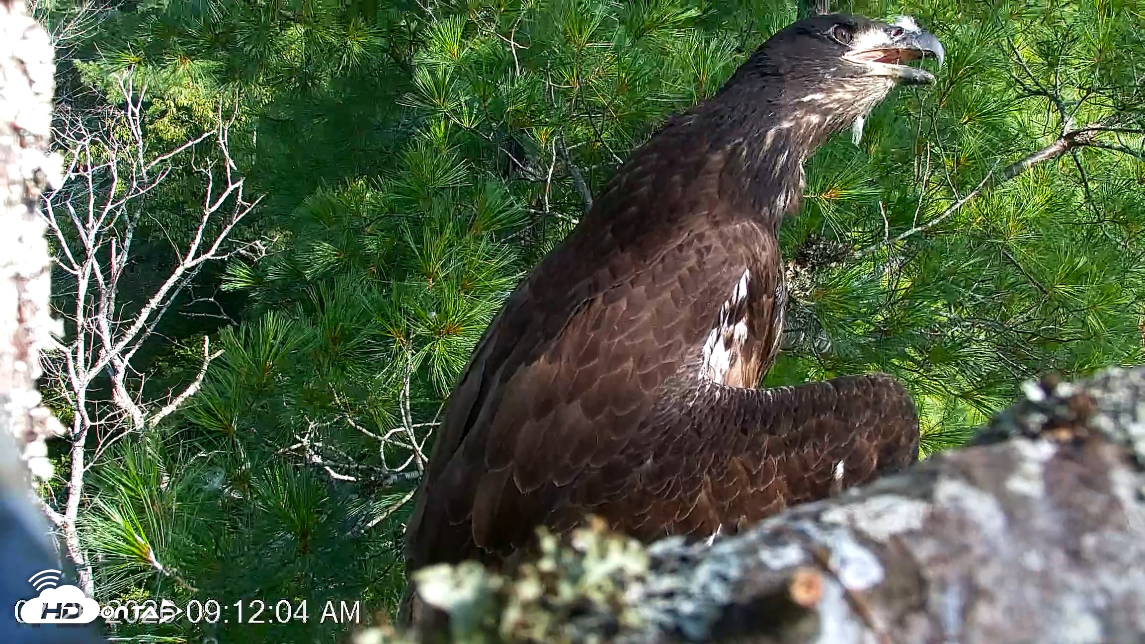 Snapshot of VINS Bald Eagles Nest Live Cams taken Jul 26, 2026, 9:12am EDT