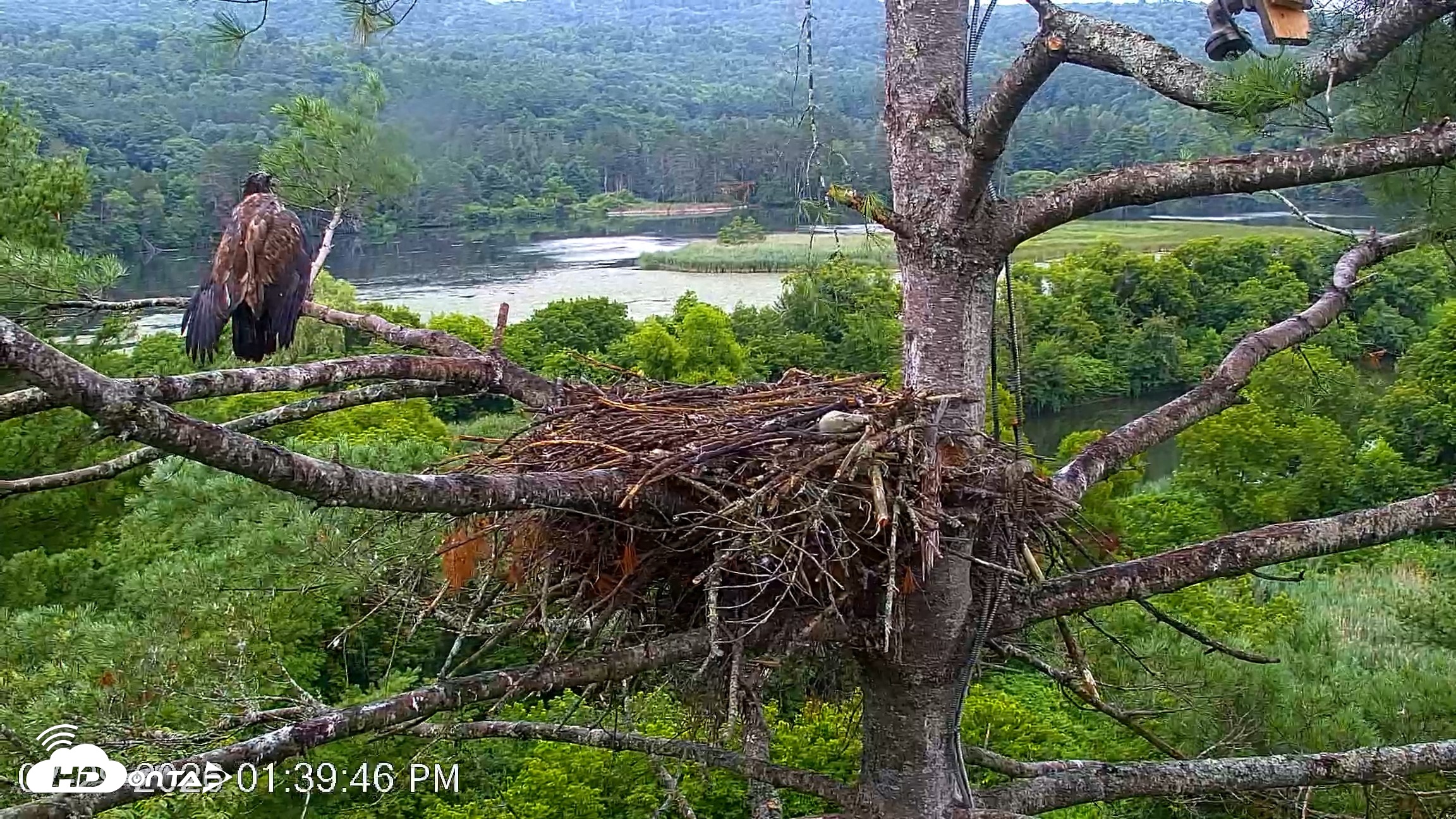 Snapshot of VINS Bald Eagles Nest Live Cams taken Jul 29, 2026, 1:40pm EDT