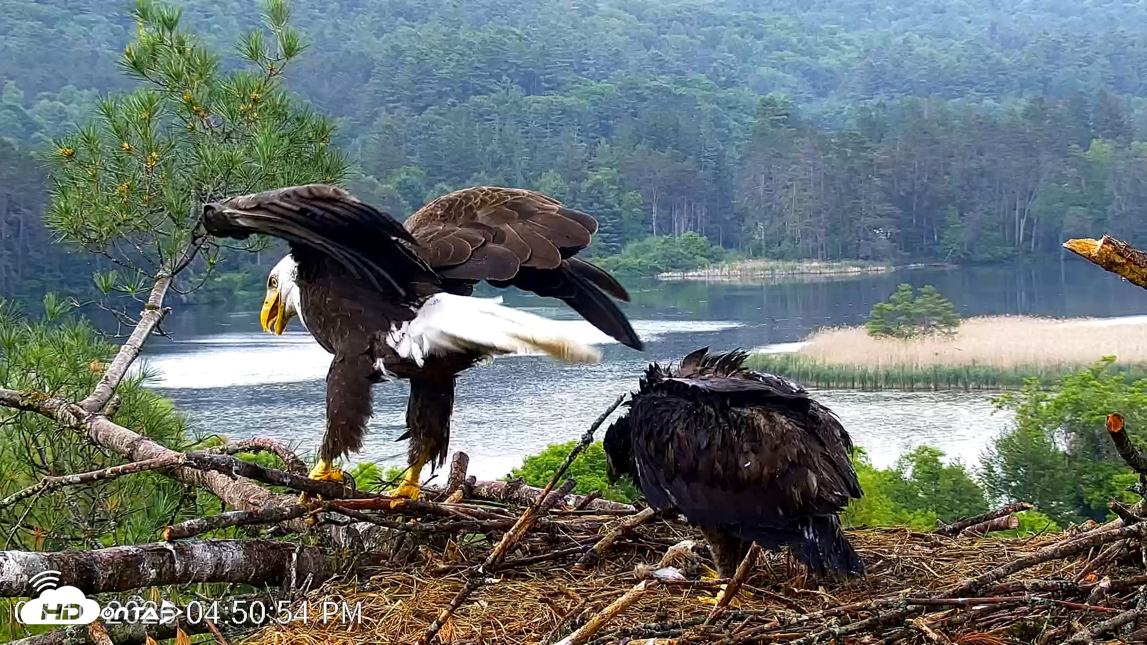 Snapshot of VINS Bald Eagles Nest Live Cams taken Jun 10, 2026, 4:51pm EDT
