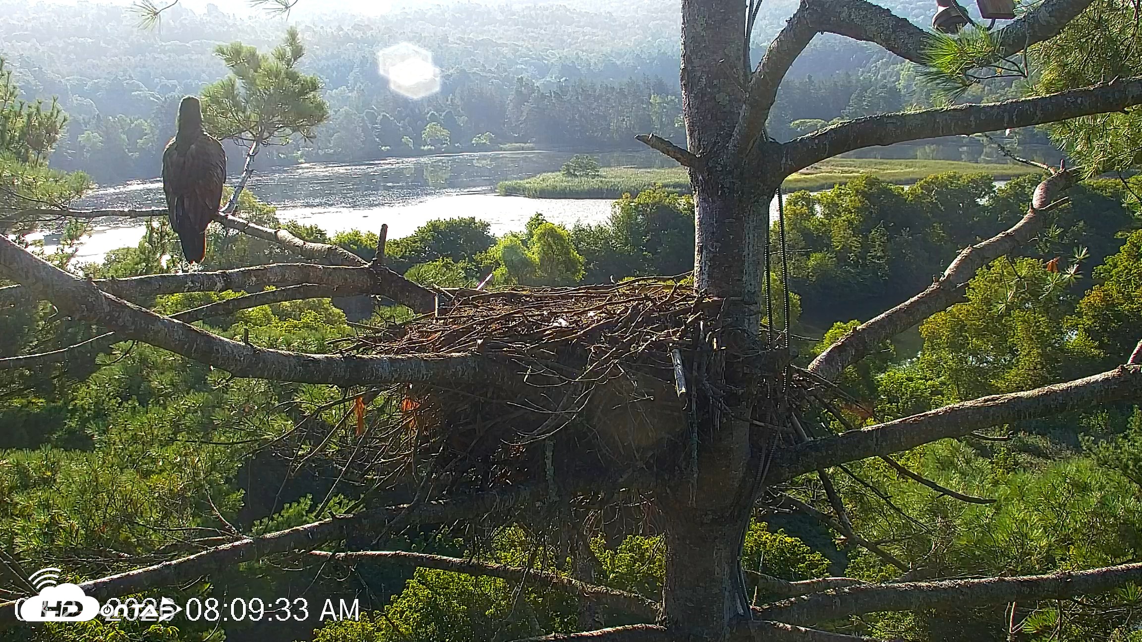 Snapshot of VINS Bald Eagles Nest Live Cams taken Aug 21, 2026, 8:10am EDT